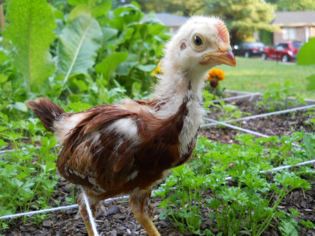 The little Rhode Island Red rooster.