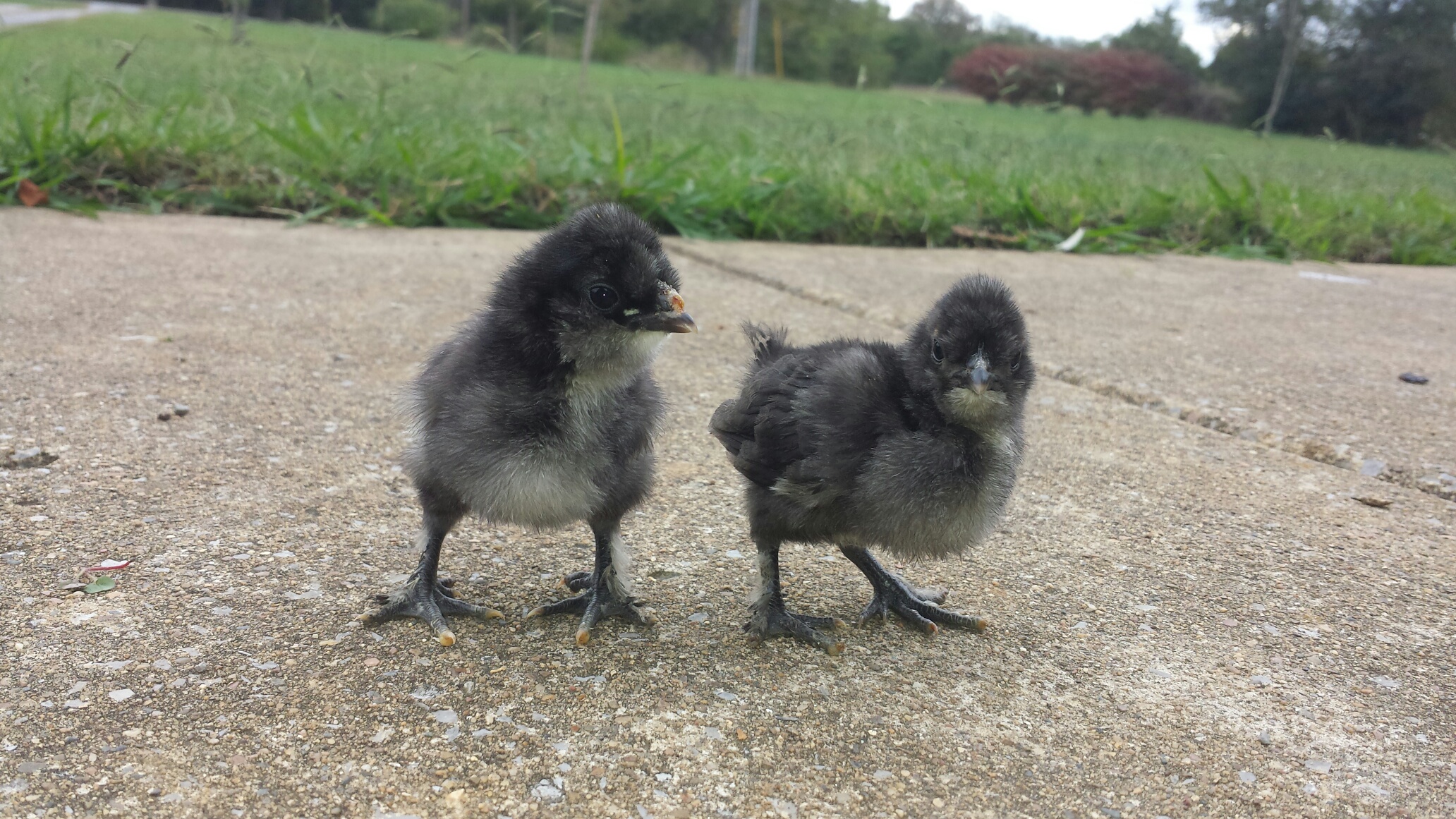The little silkie mix on the right had splayed legs after hatching, I took a bandaid, cut in half and taped the legs at a proper distance. This did not hinder this chick whats-so-ever. After a week I carefully removed the bandaid and the little one, we call Forrest, is doing wonderfully. I am not sure what the mix is, I know the roo is a white silkie, time hopefully will tell as develops.