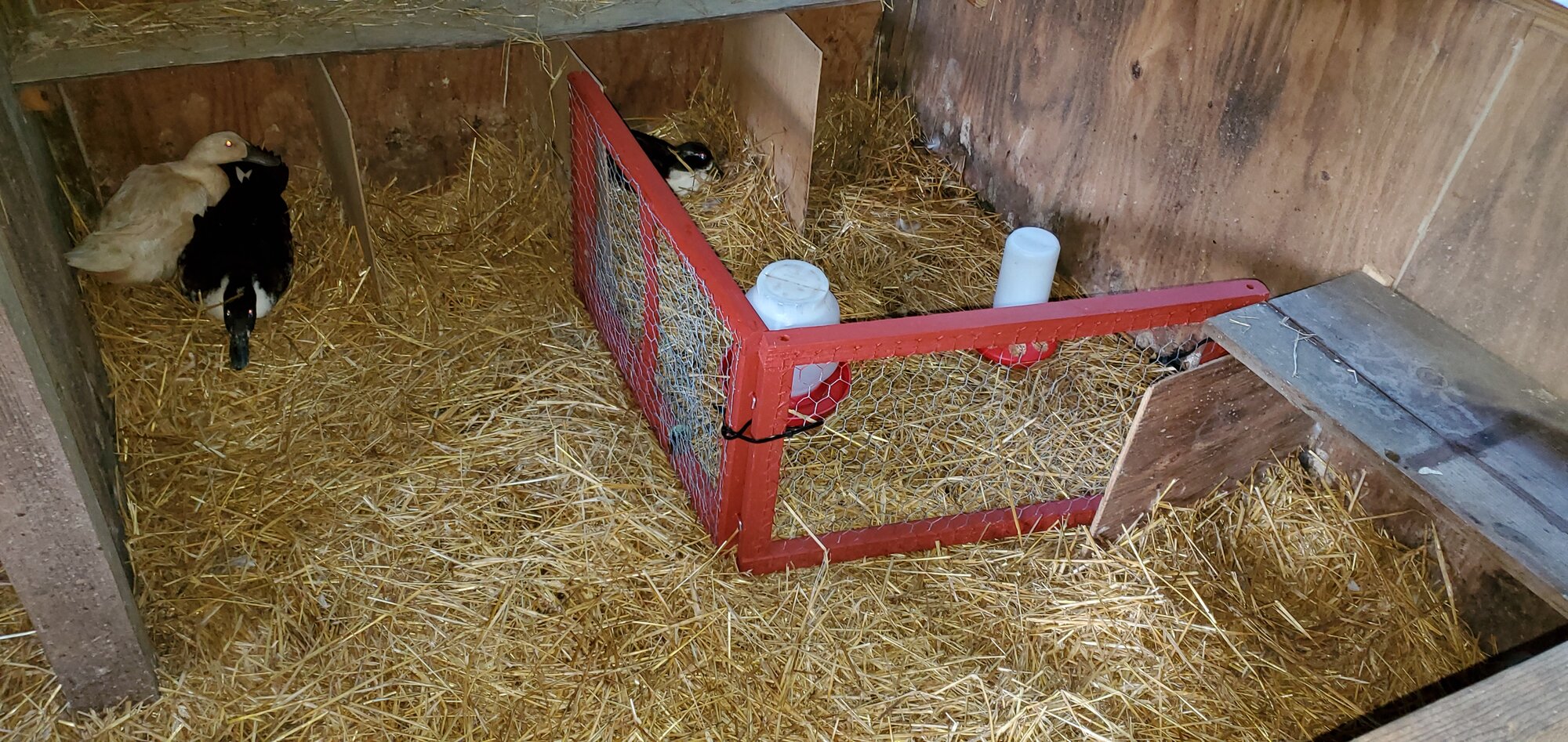 The little temporary nursery for the ducklings