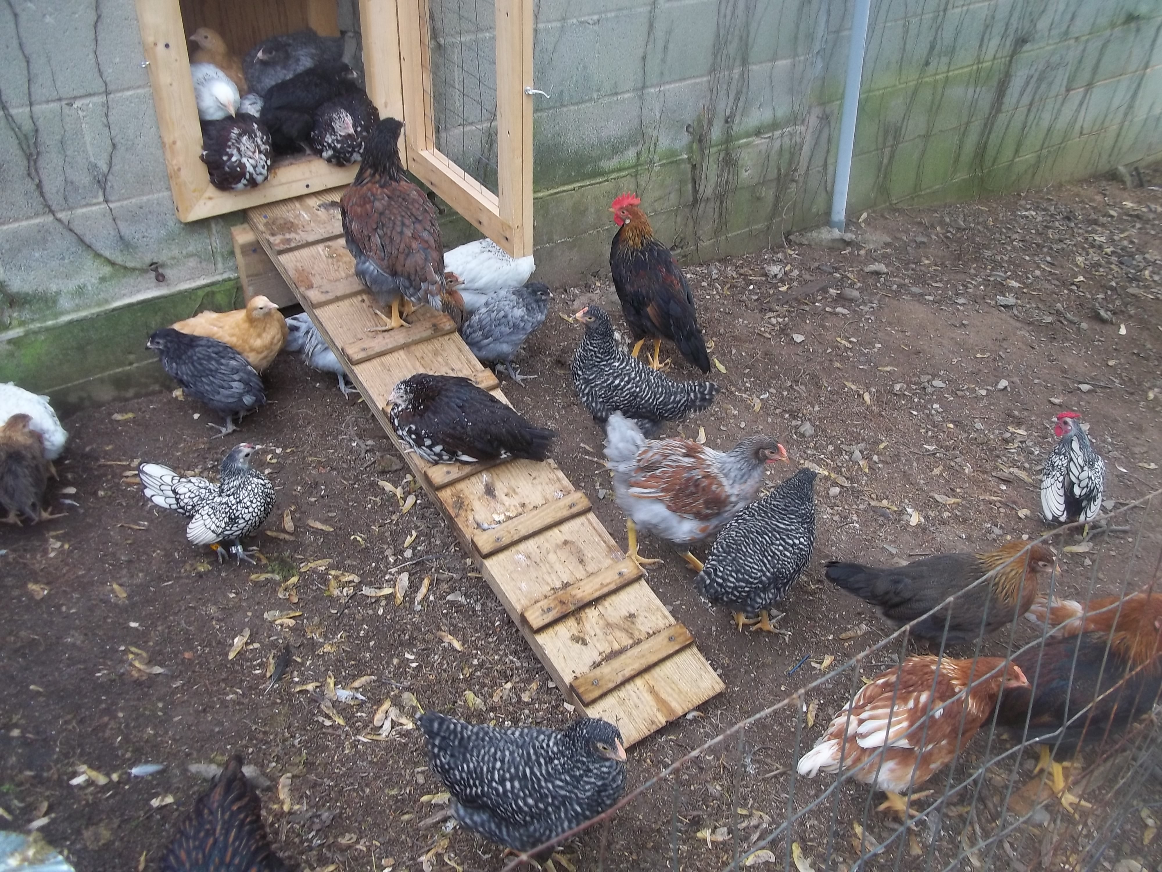 the little white and black one on the right is the sebright roo, the white and black on the left is his hen