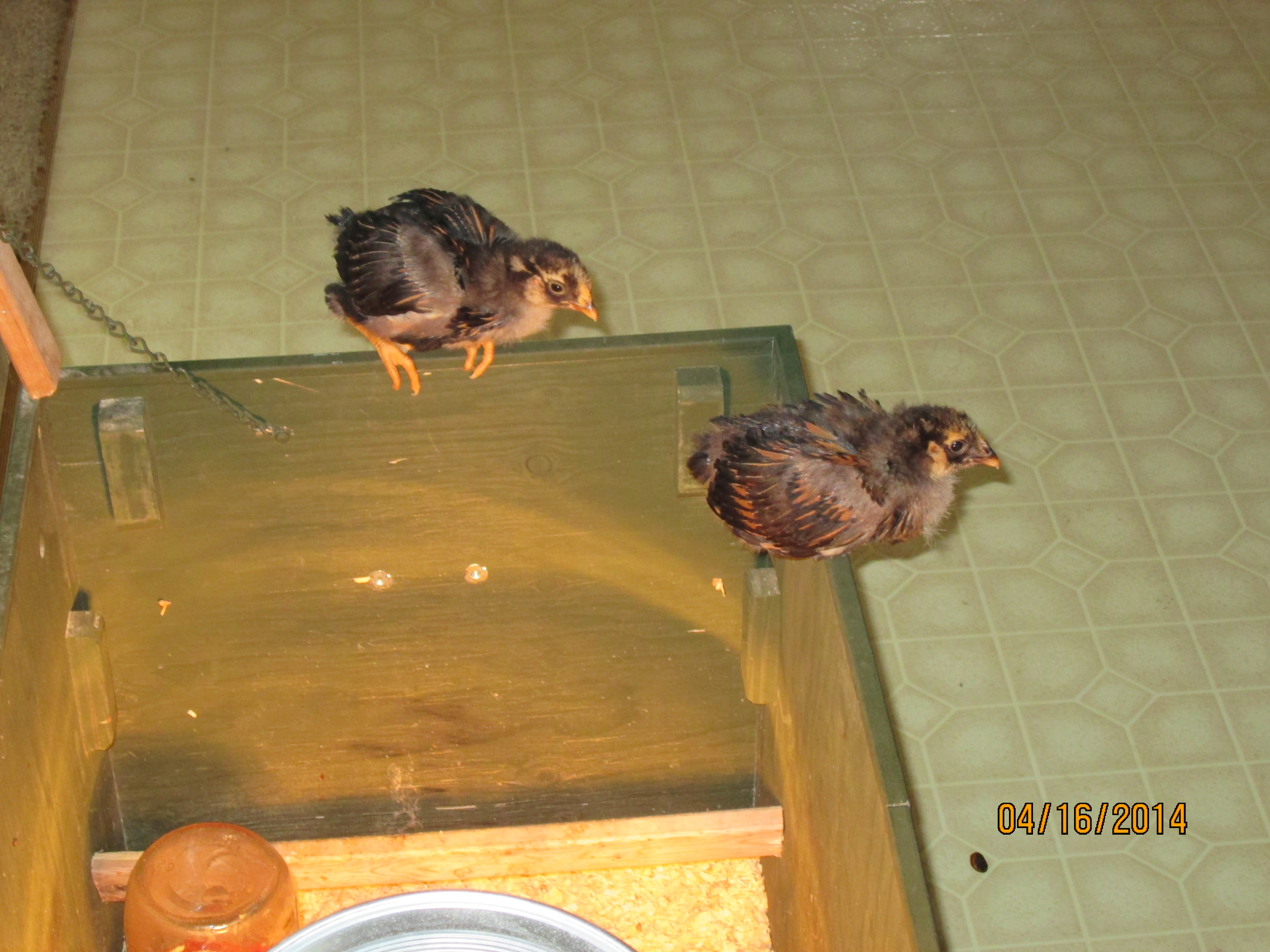 The Little Wyandottes