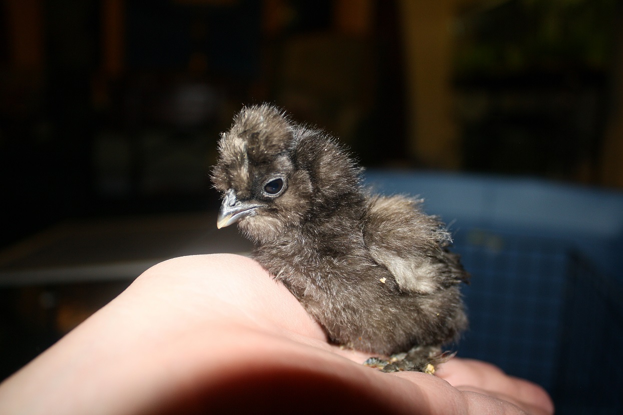 The littlest, a black silkie.