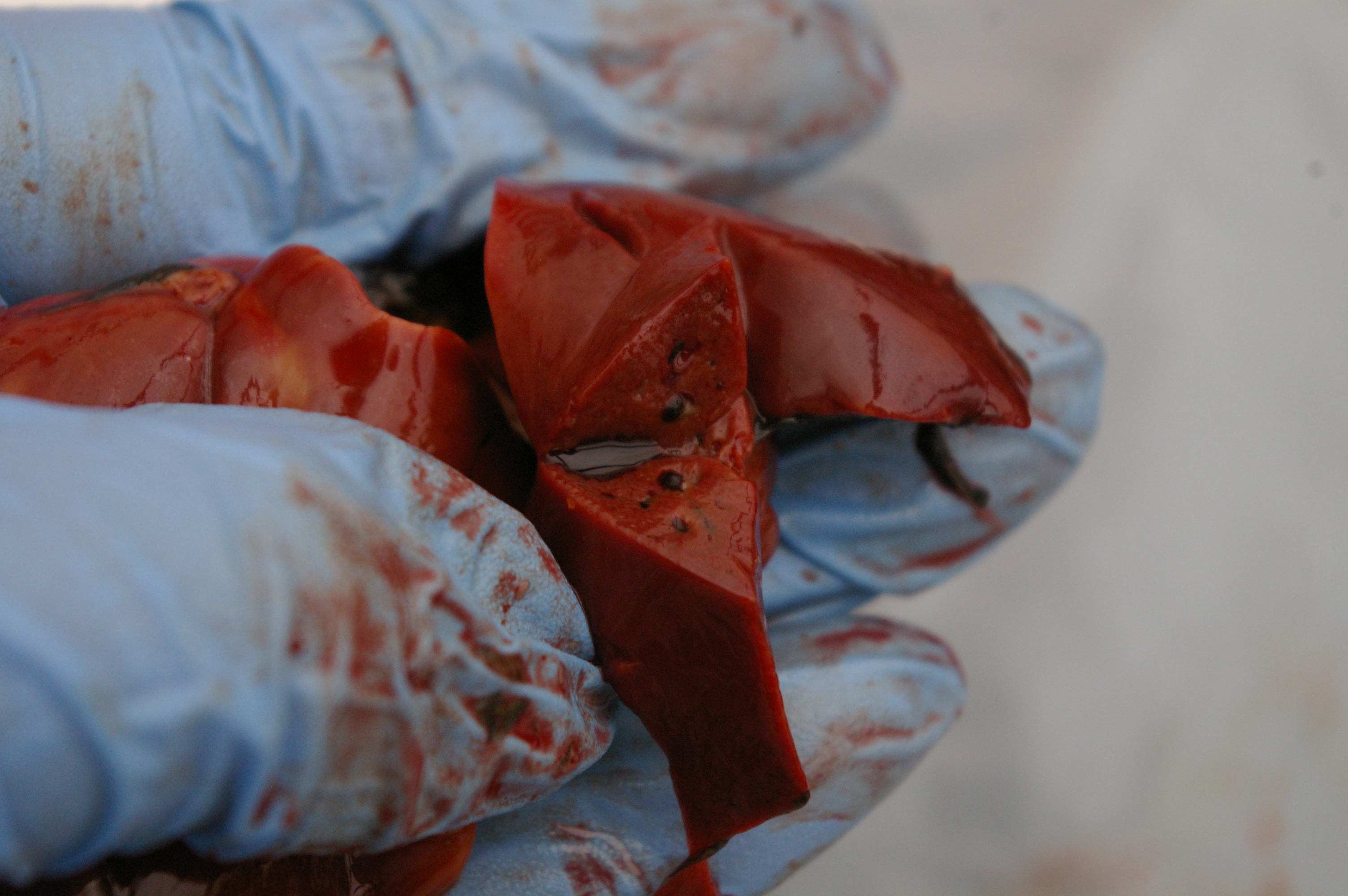 The liver should be roughly this colour all the way through but this one isn't. Blood vessels clearly visible here.