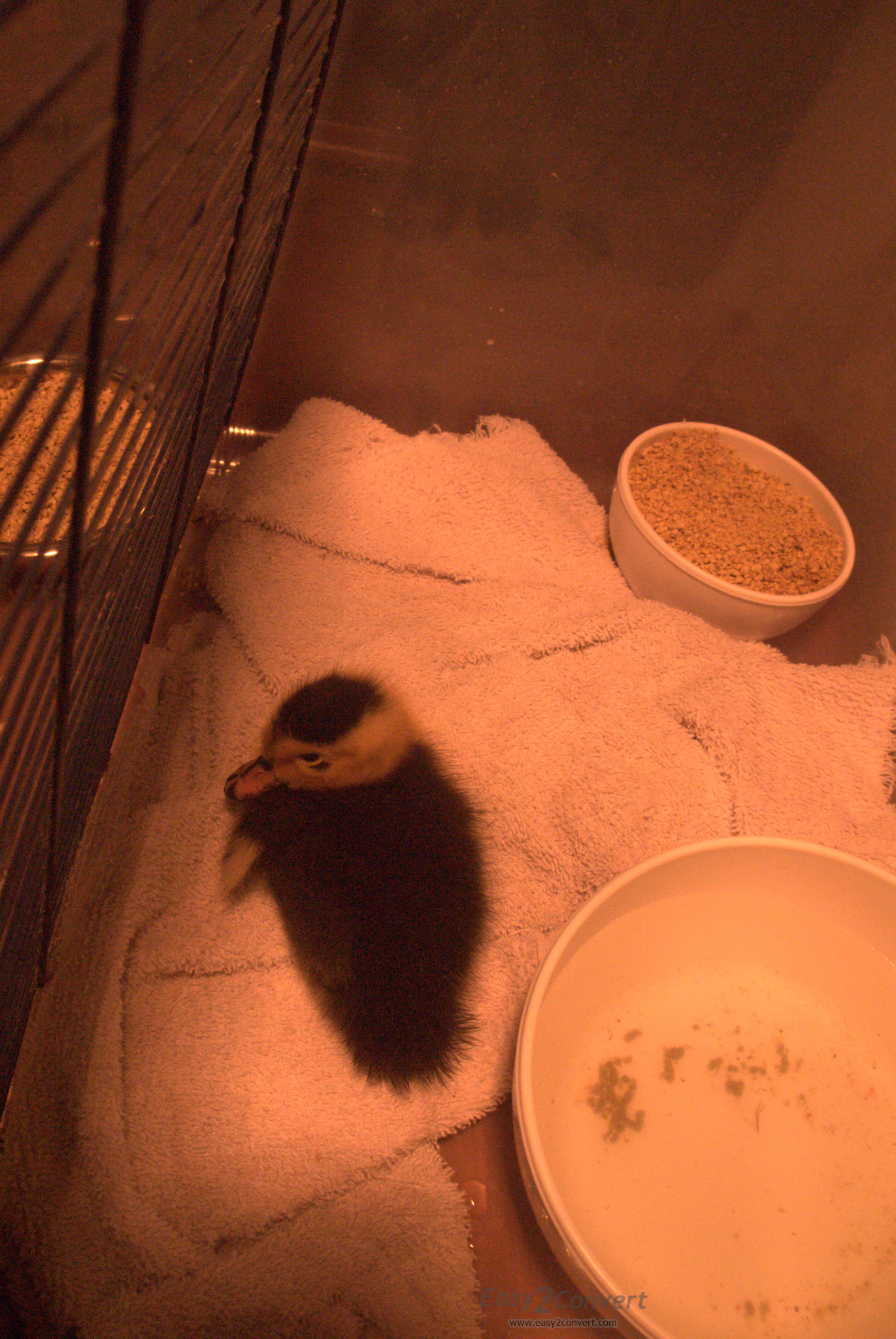 The lone duck survivor.