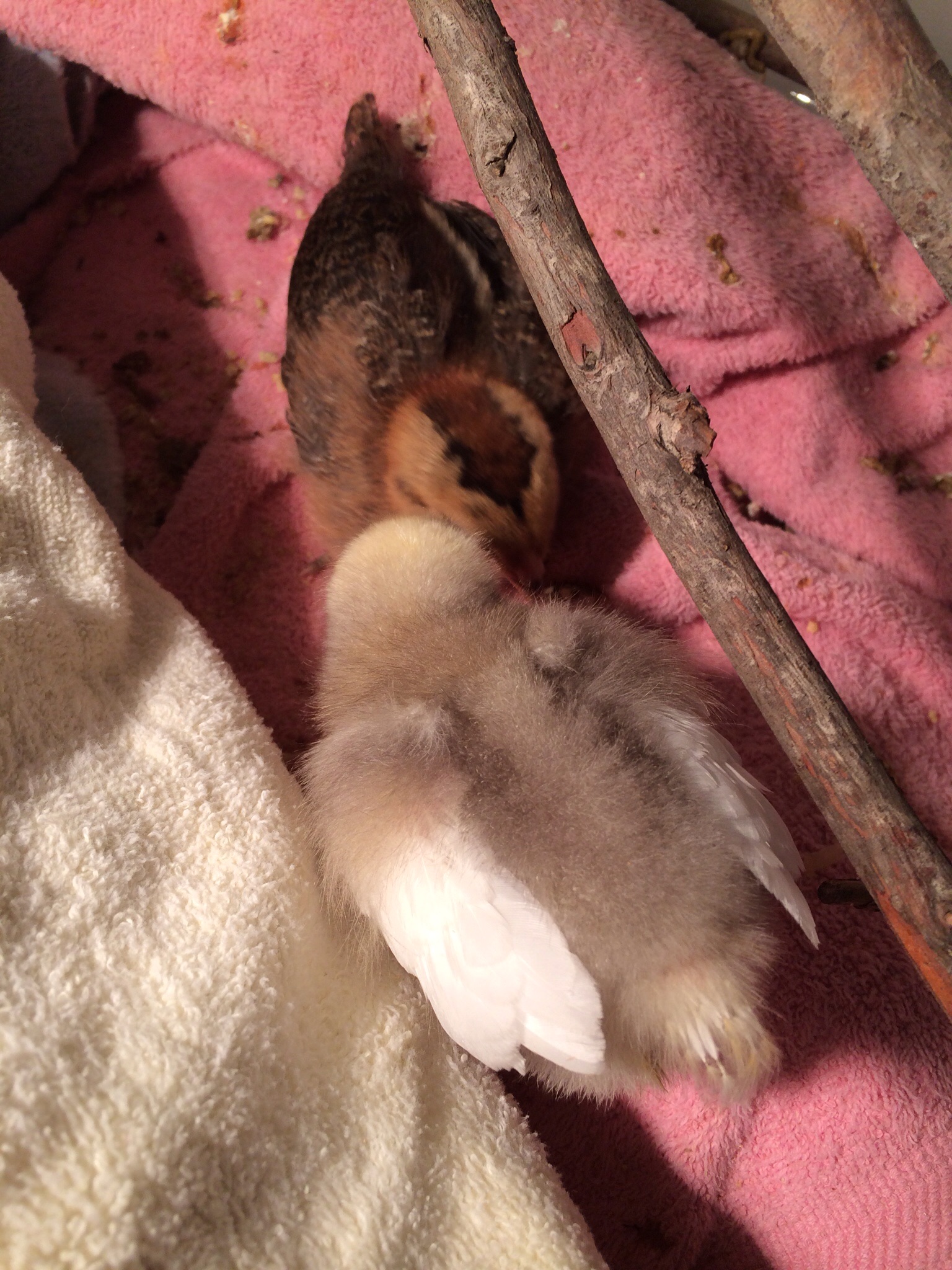 The lovely brown chicken next to "Butterscotch," is "Q""