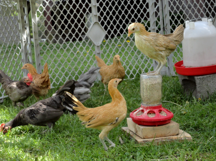 The main focus is the smallest "hen" challenging Peaches, the top "hen" who is sitting on the feeder. Despite Dotty's spunk she did back down at a moment's thought.