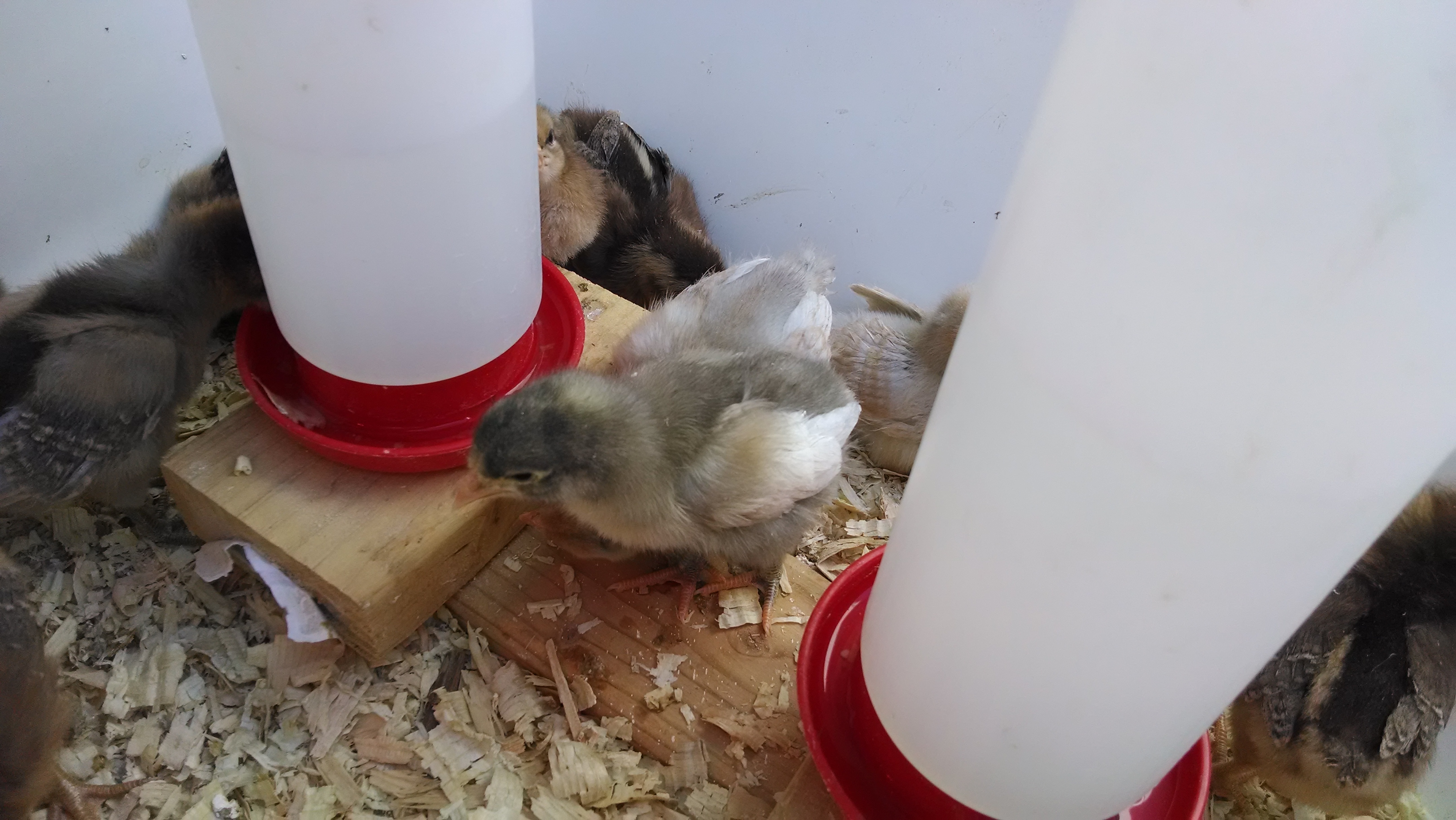 The main girl by the waterer is a Jersey Giant. The ones with the chipmunk stripes are the Welsumers, and the others are Easter Eggers.