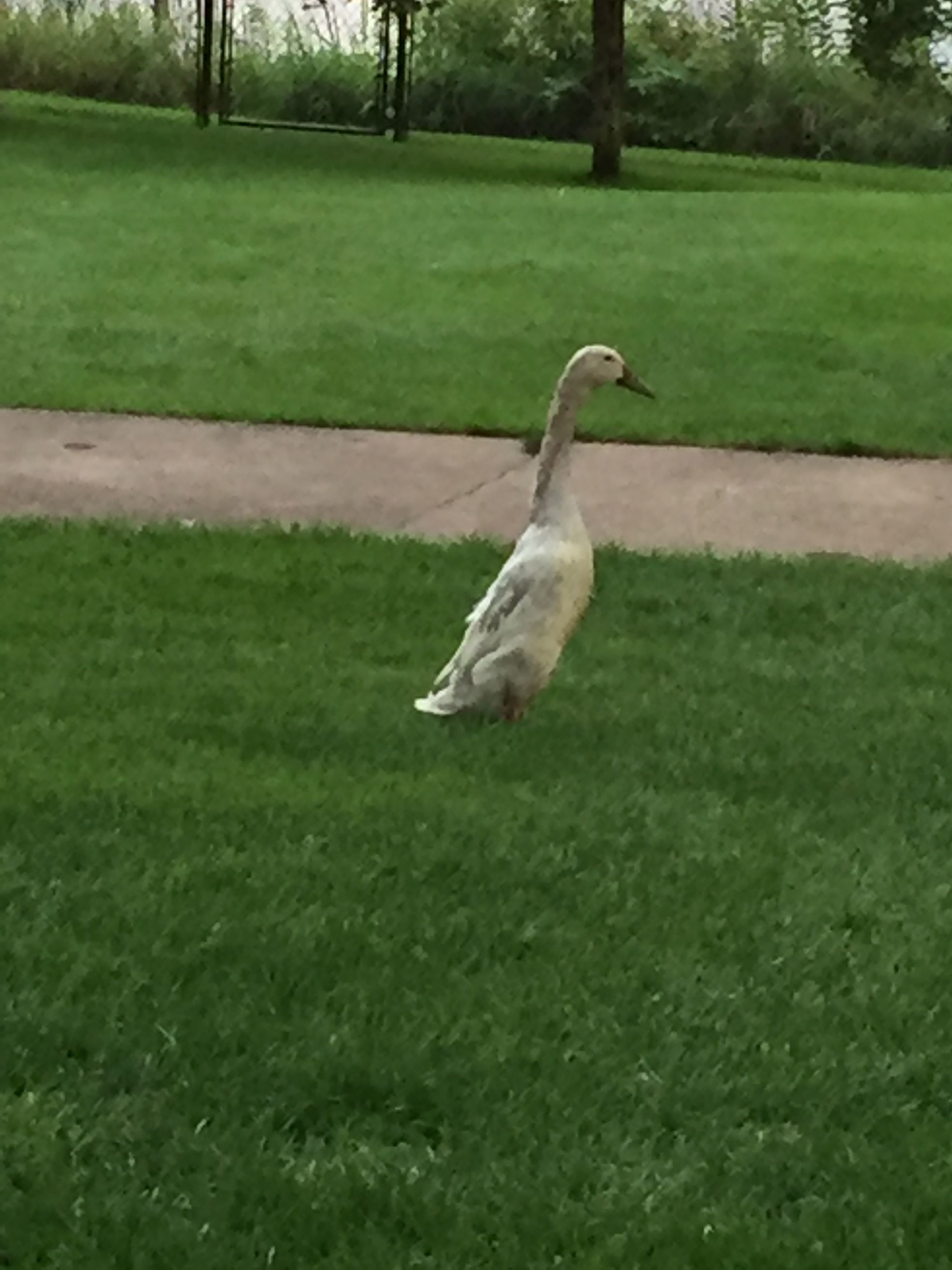 The majestic runner duck