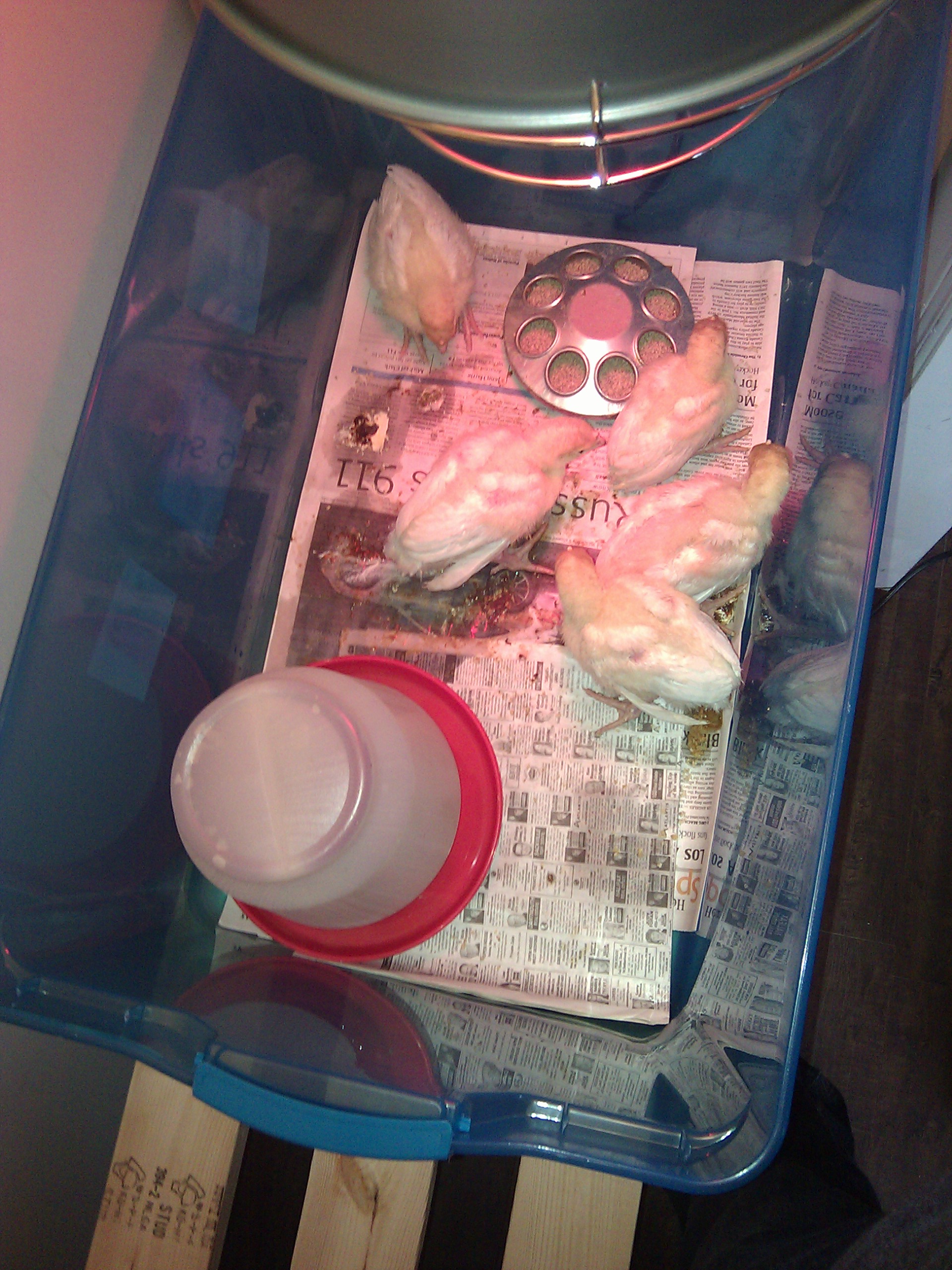 The make-do temporary brooder