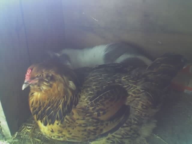 The mama cat and hen lay side by side in the coop as the cat is in labor