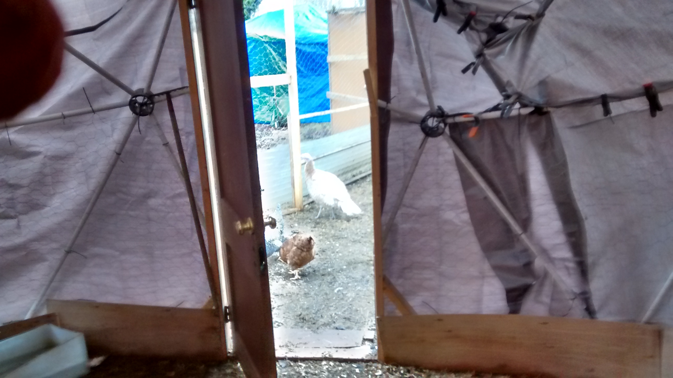 the man door to the outside of my coop, my chickens like to stay in the coop most the day