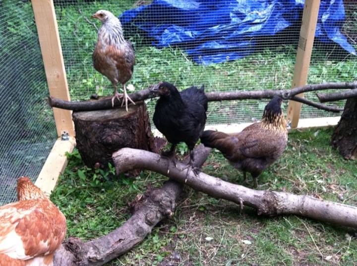 The meager beginnings of a jungle gym