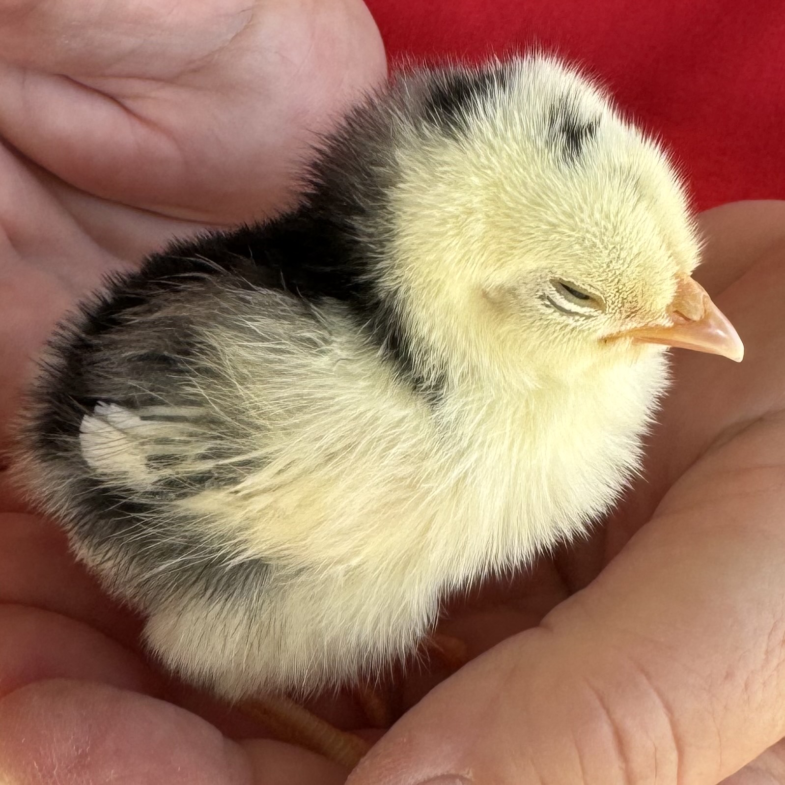 The "Meal Maker" chick