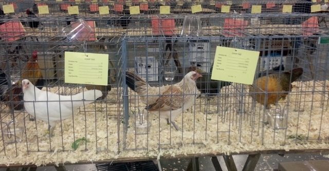 The middle American Game Bantam is one of the Silver Wheatens I hatched this year (shown with the weak chipmunk striping as a day-old, so e+/e^Wh).