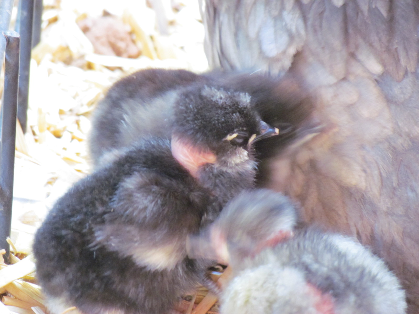 the middle chcik must have a top knotch