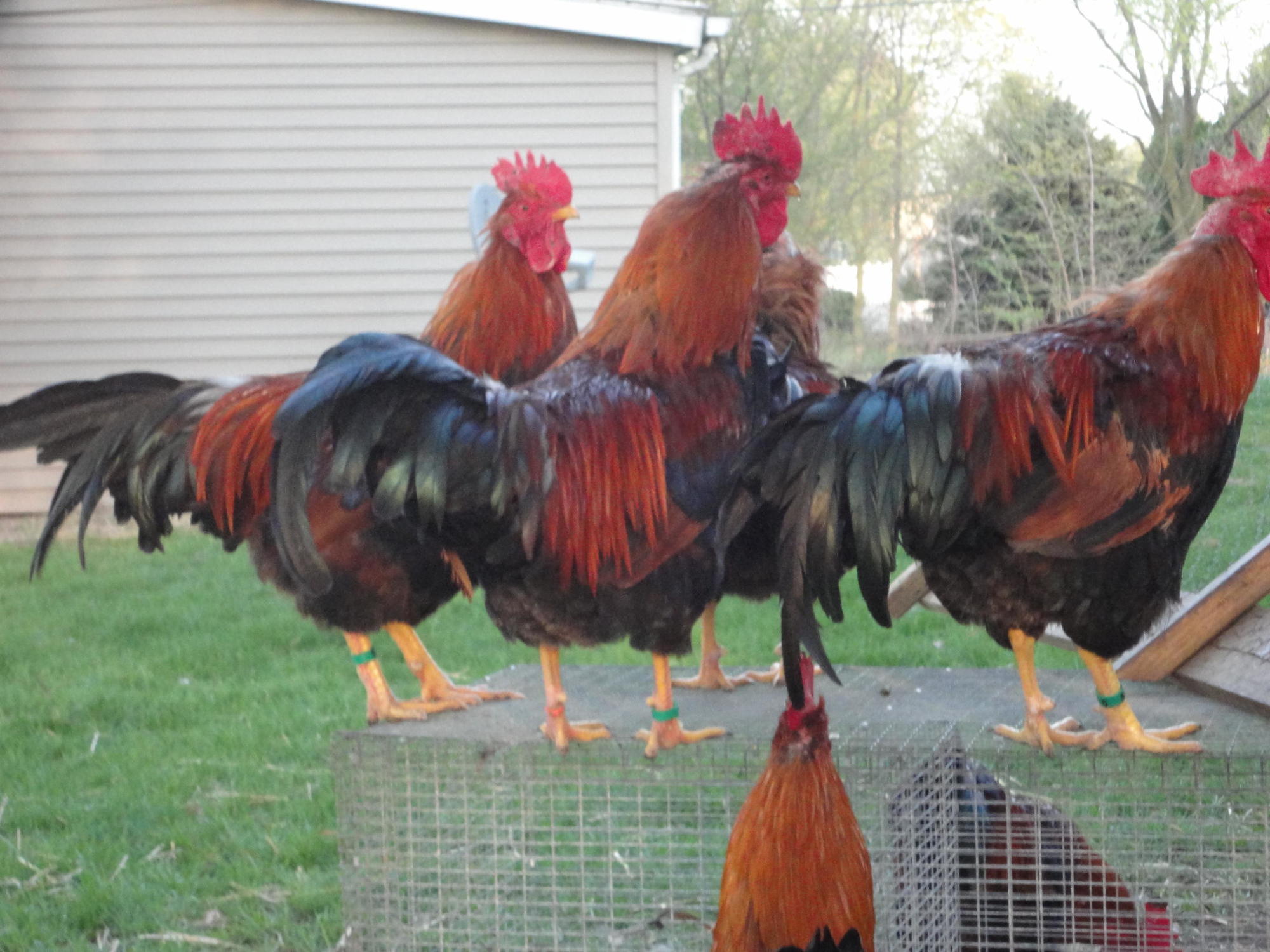 The middle roo with the orange band is a candidate for stud service. His band is #17.