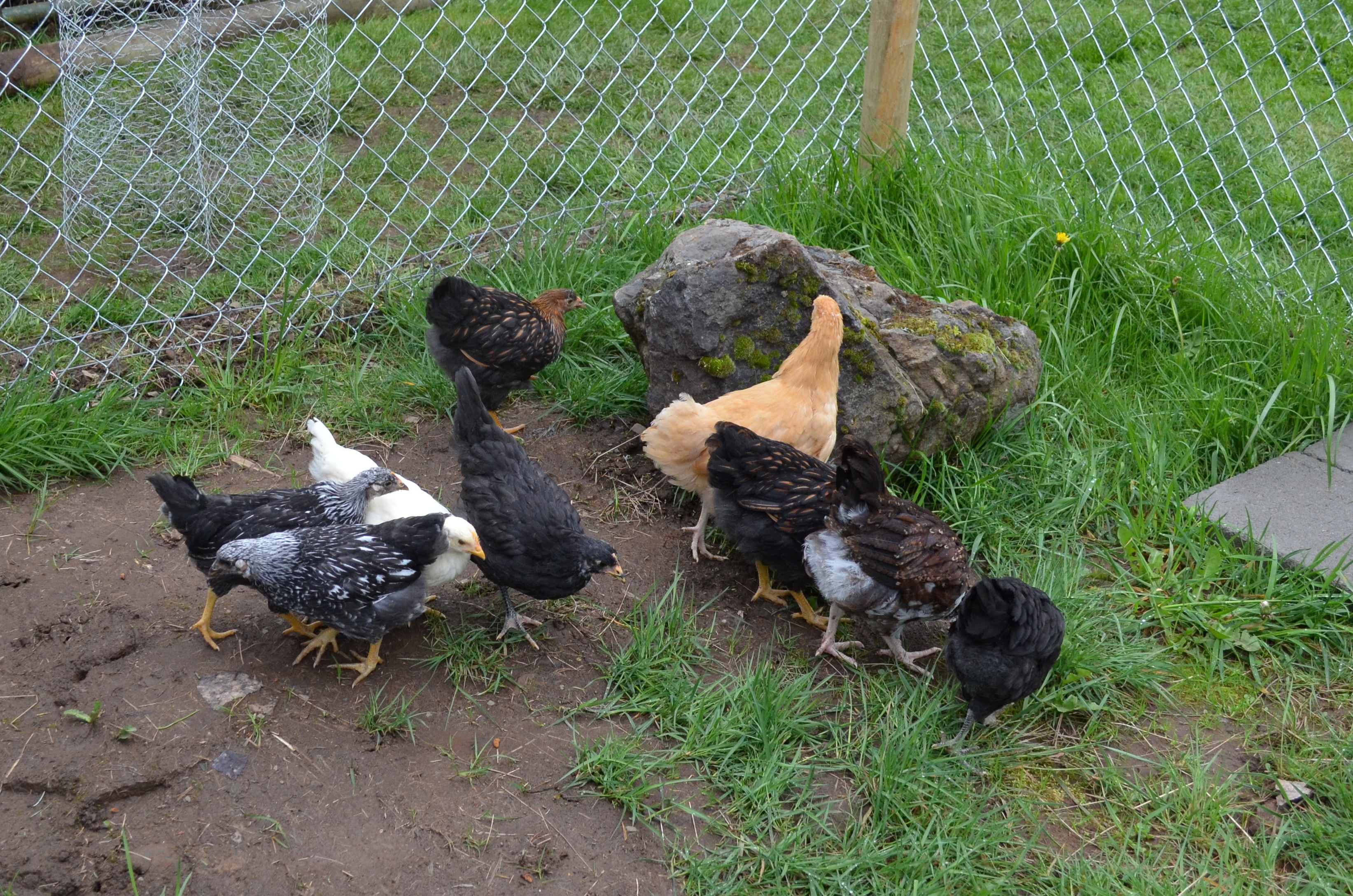 The mixed crew 4-18-2012