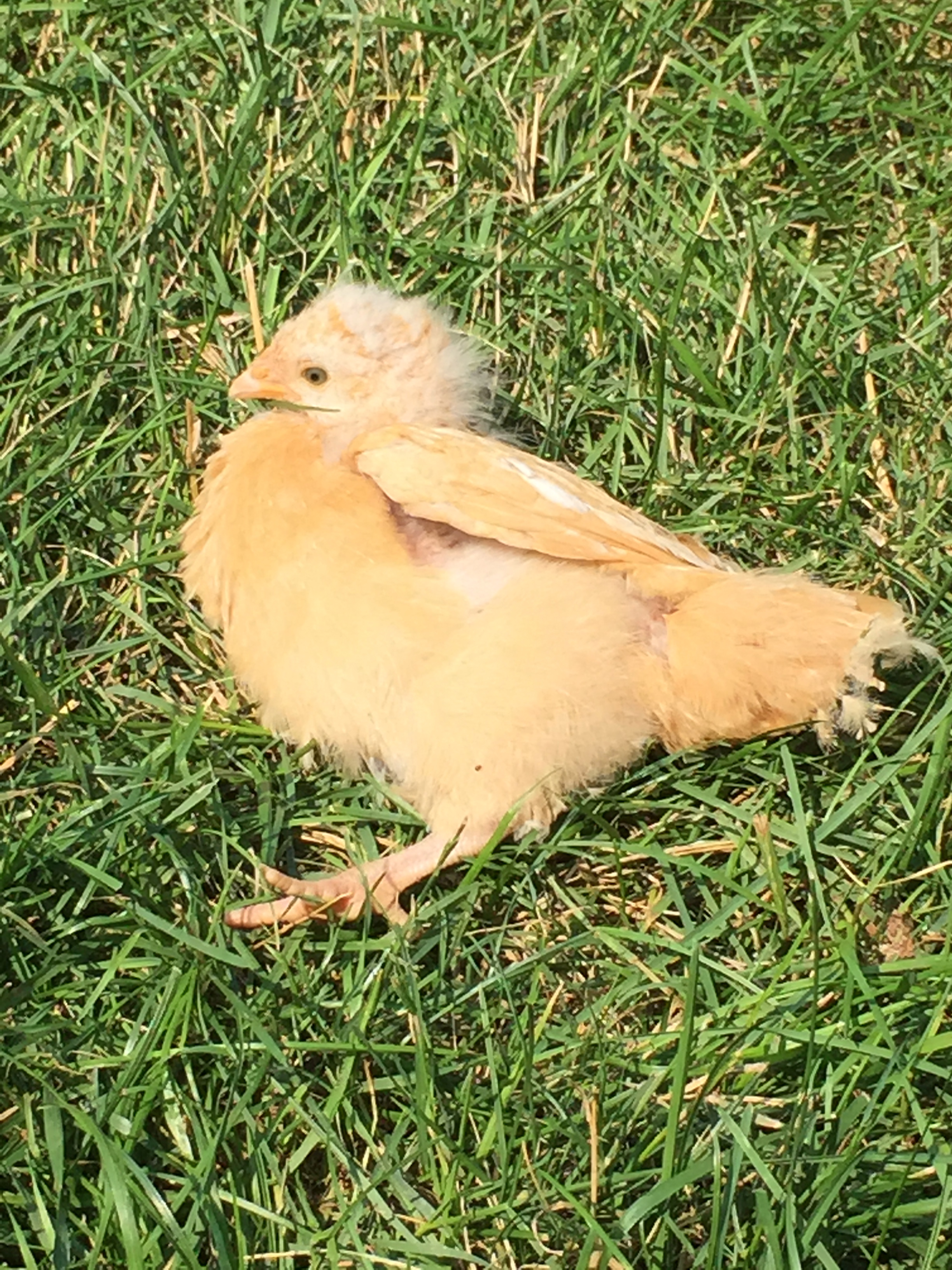 The moment the sun is out- Lucky drops into this position.