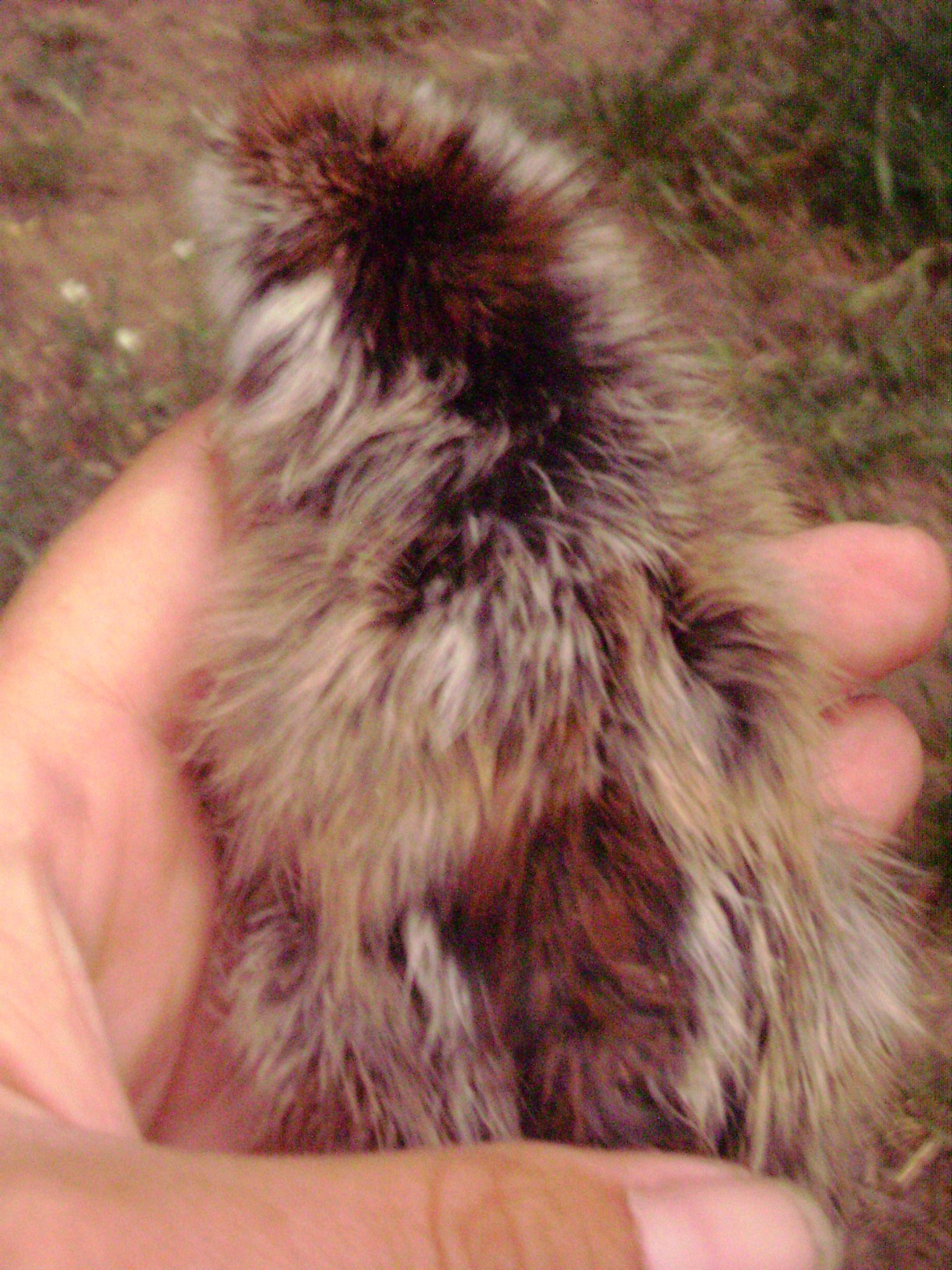 The most beautiful chick i've ever seen, sadly he had "mushy chick disease" (e coli infection of the navel)  He made it 3 days, and i gave him much love. He was from the pairing of my lap hen with my first rooster. I will never know what color he would have been, if you know please comment!!!