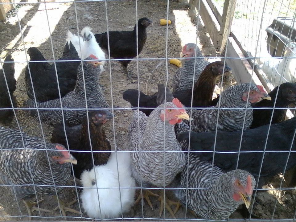 the most recent flock ha black sex links barred rock dominikers silkies and some more mutts :)