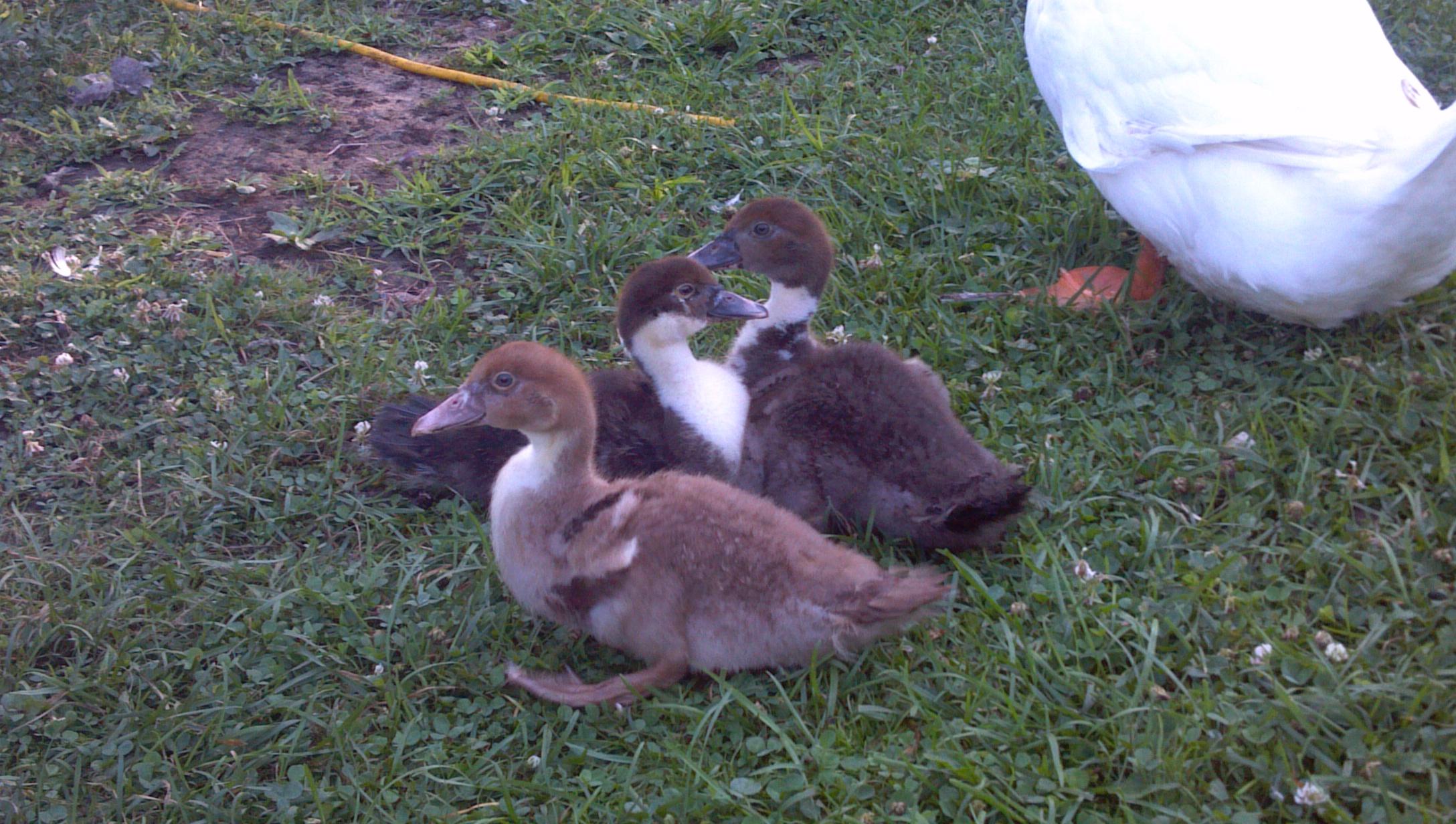 The Muscoveys are getting big