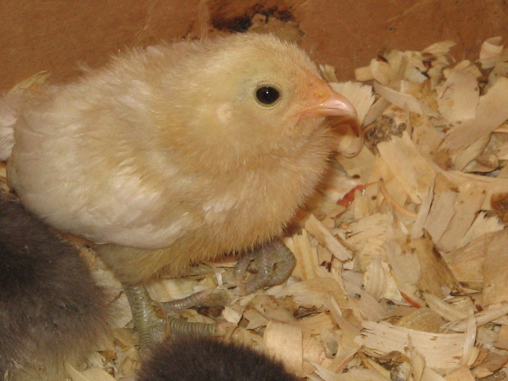 THE MYSTERY CHICK. WHITE EASTER EGGER?