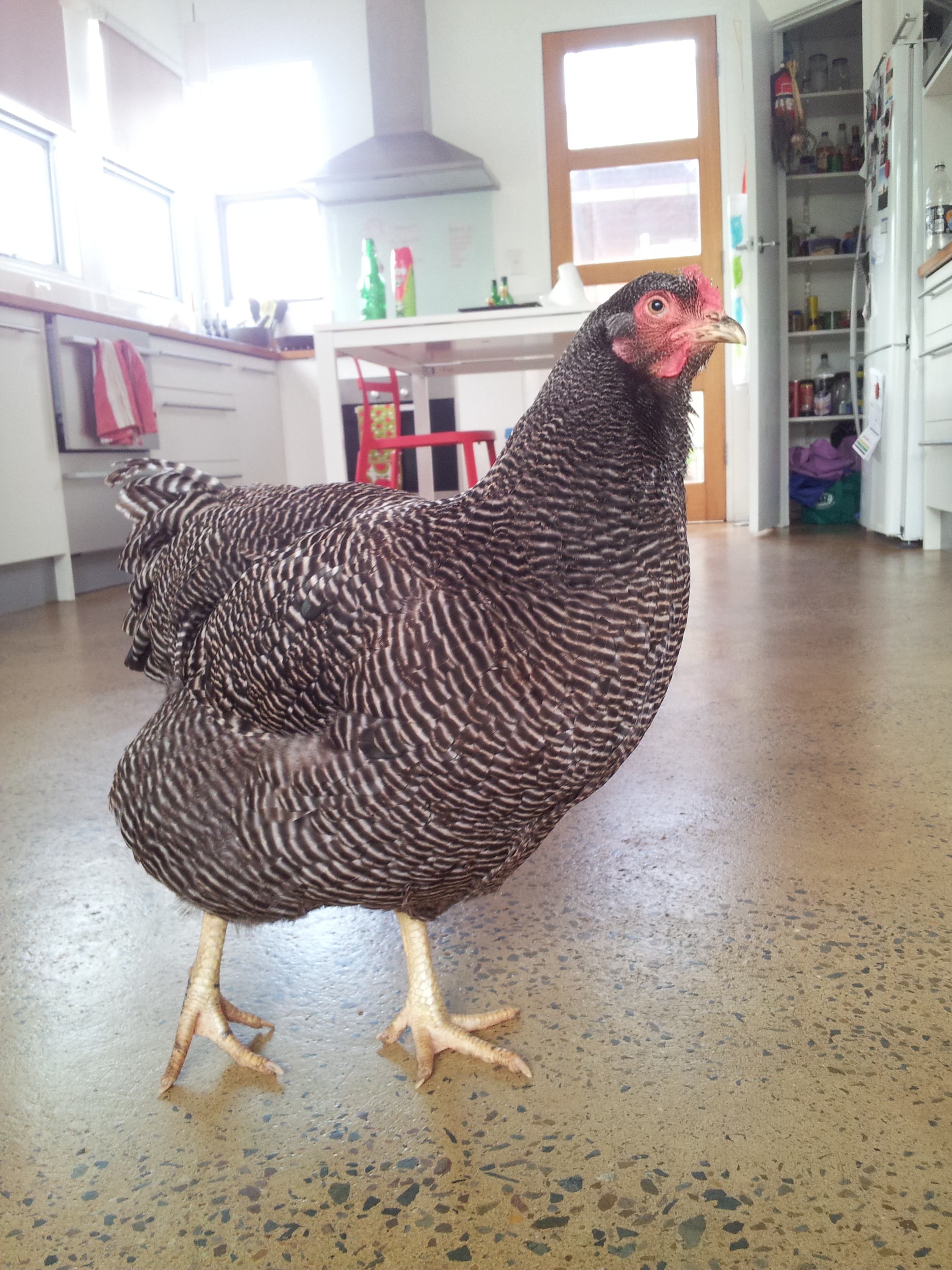 The naughty Henrietta walking around inside!