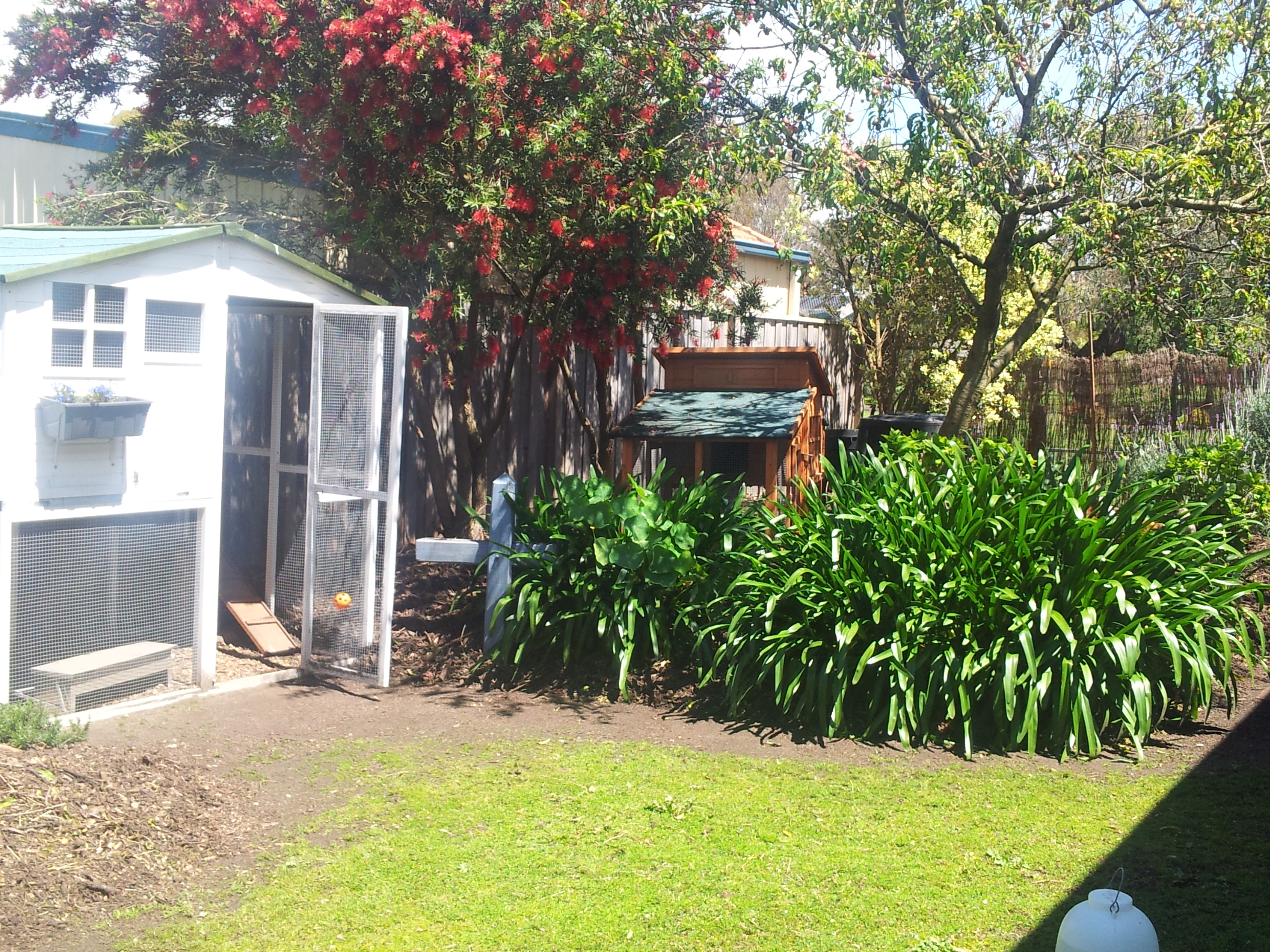 The nectarine tree has flowered now it's green and thick with fruit.
