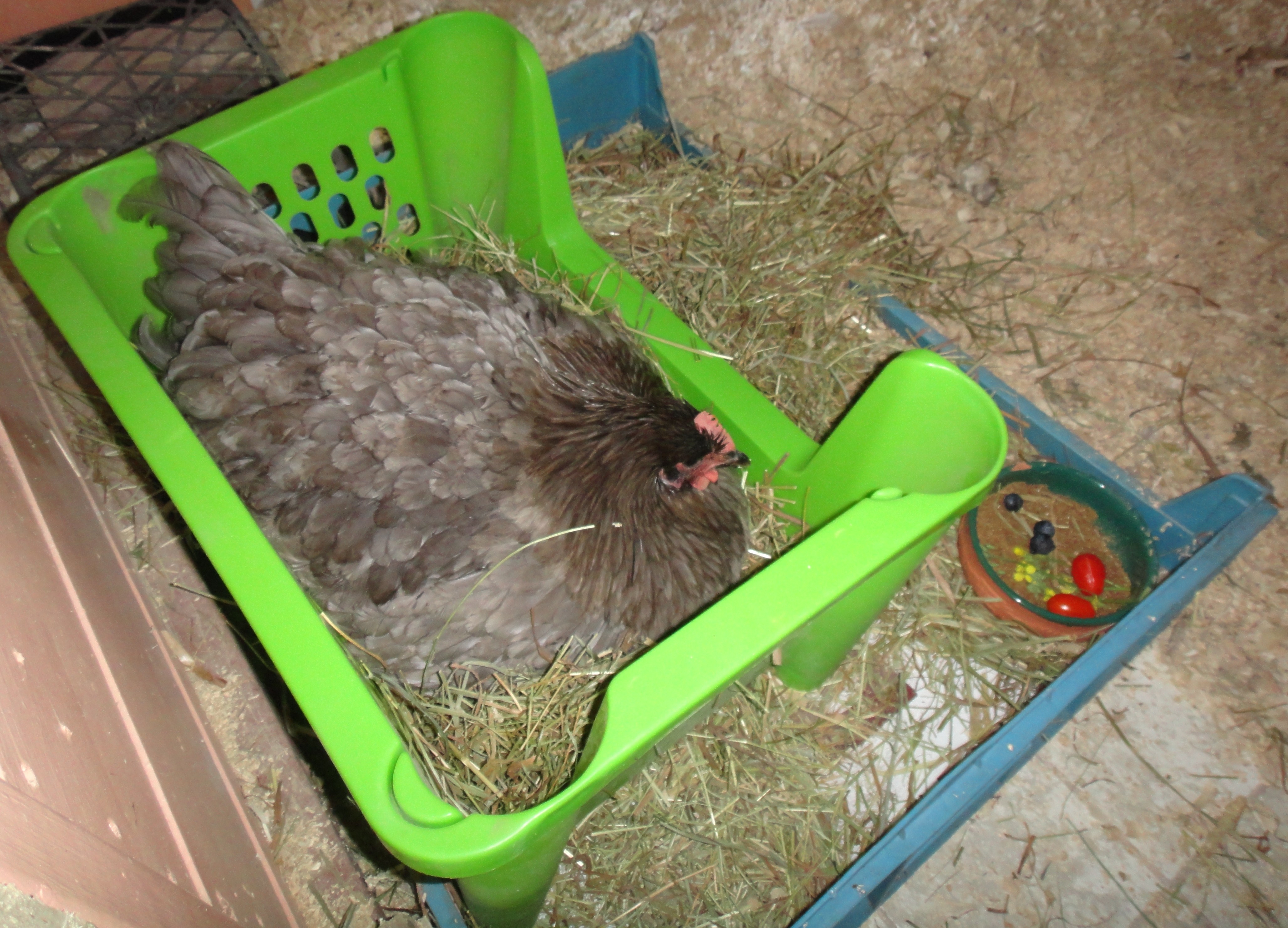 The nest box set up = she is happily sitting on the eggs 24/7
