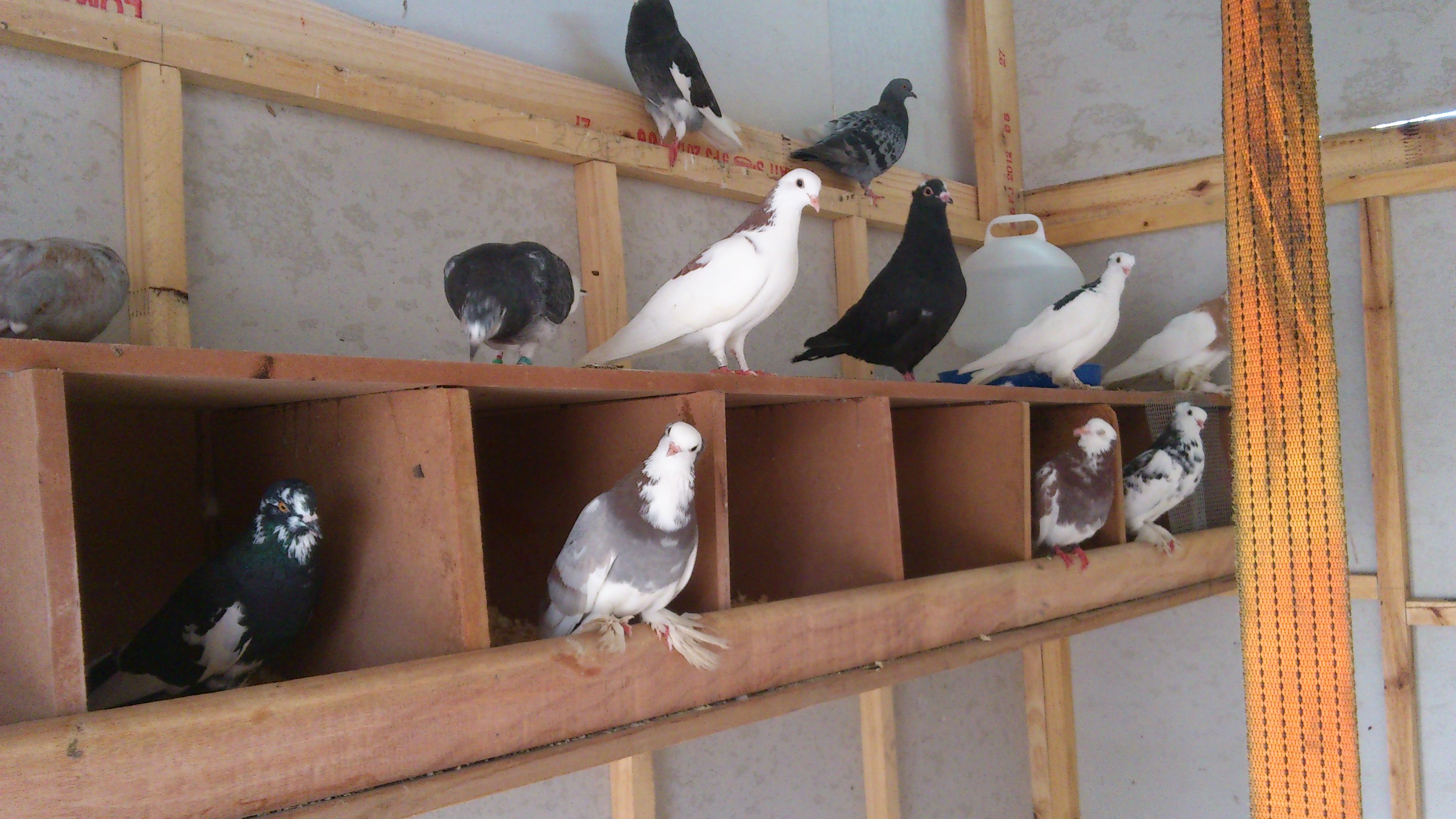 the nest boxes