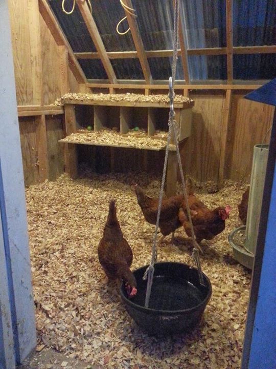 The nesting box in the back was a old workbench my dad and I transformed. We also built the chicken coop ourselves