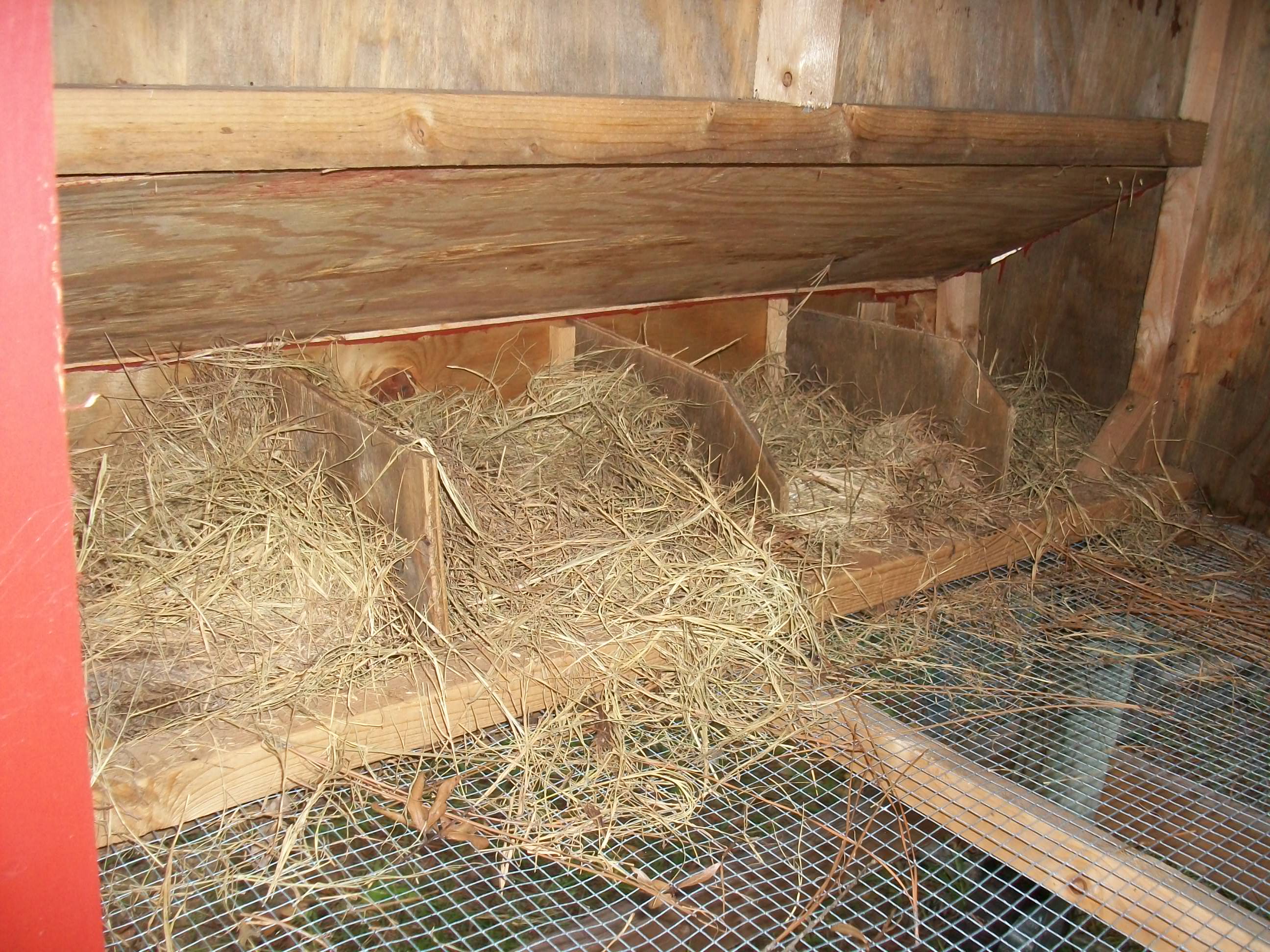 The nesting boxes veiw from inside.
