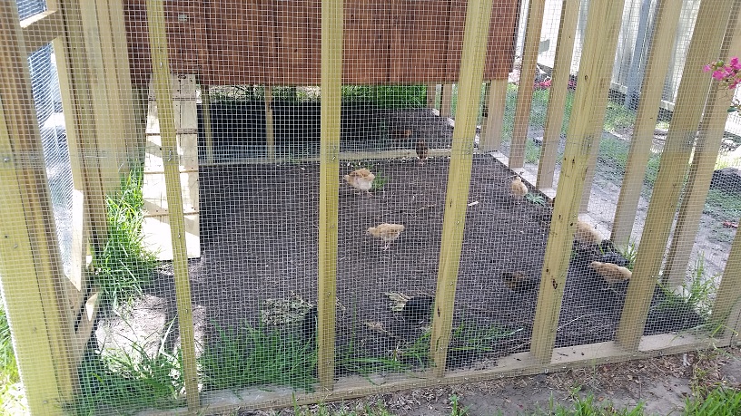The new 2 month old chicks. First day in the new coop.