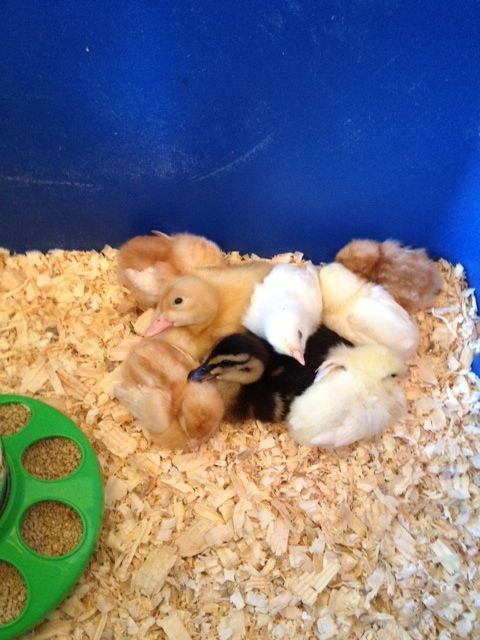 The new additions! 3 Red Pullets, 3 White Pullets, 1 Peking, and 1 Mallard