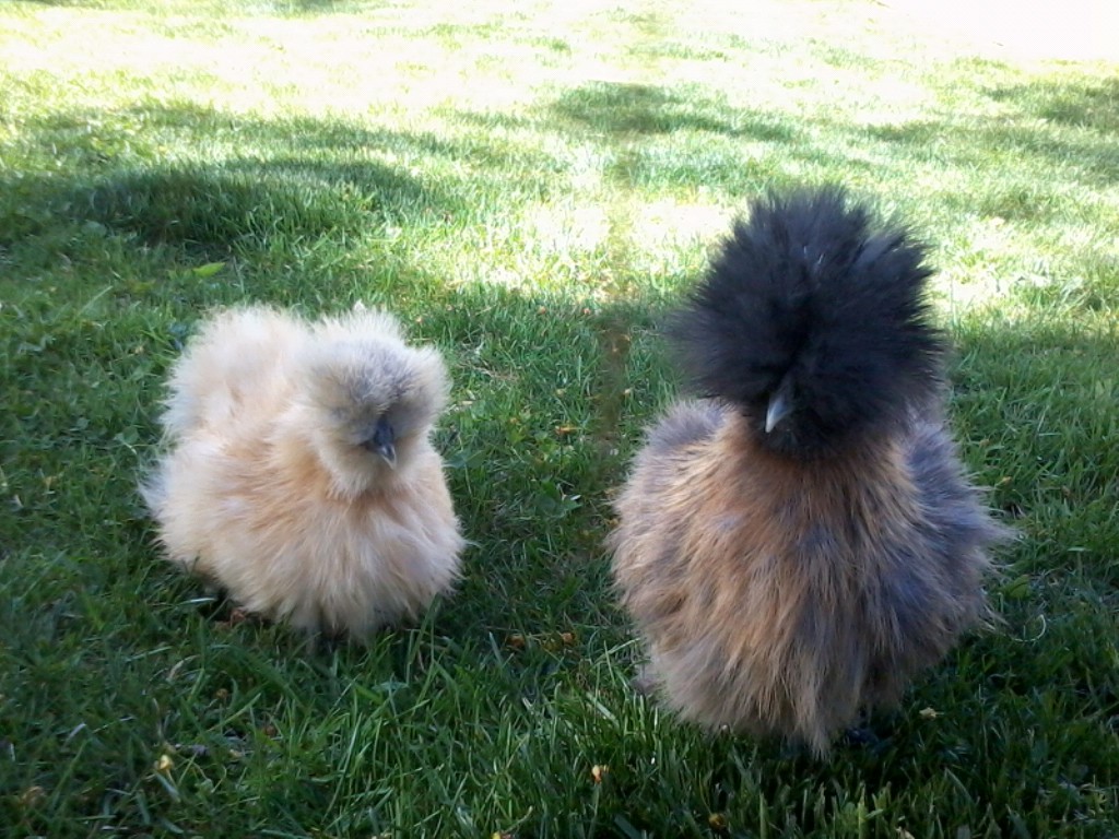 The new additions