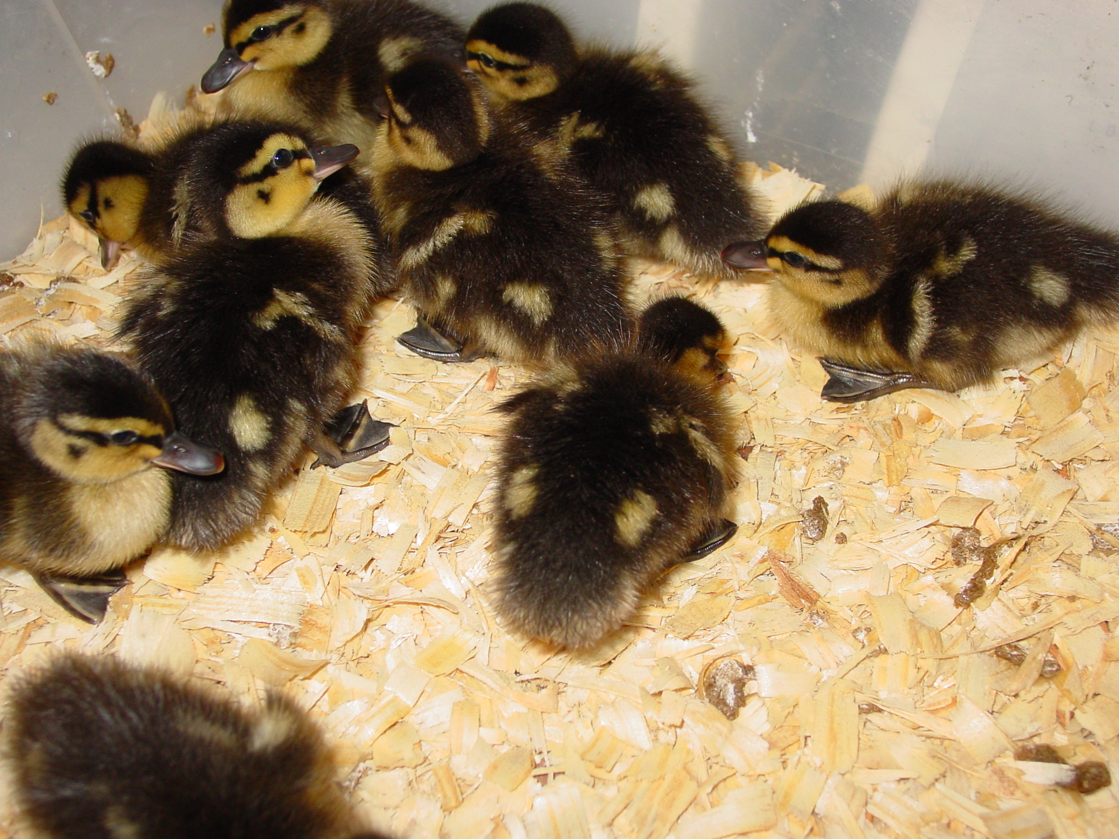 The new babies when they were a few days old.