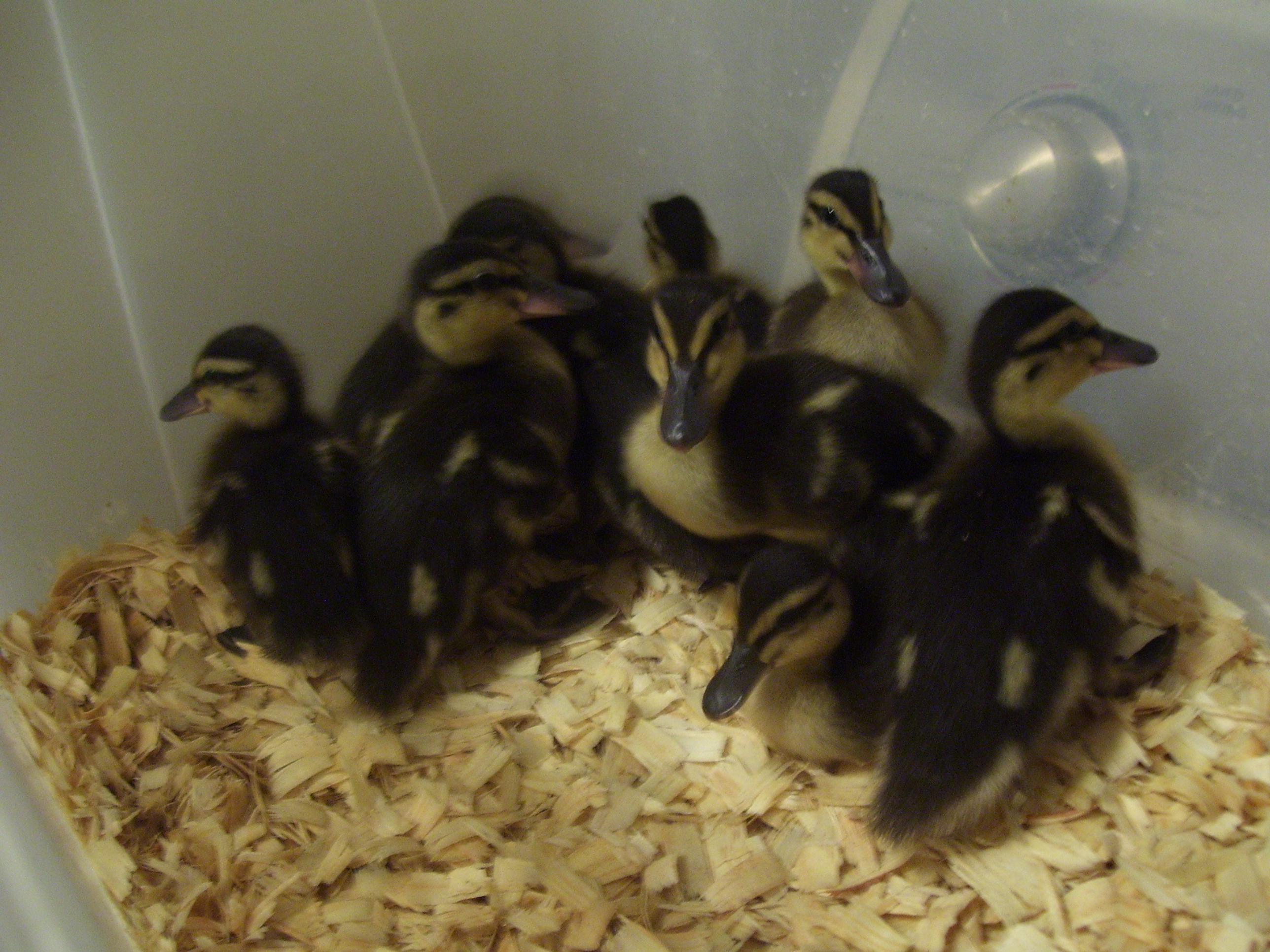 the new babies