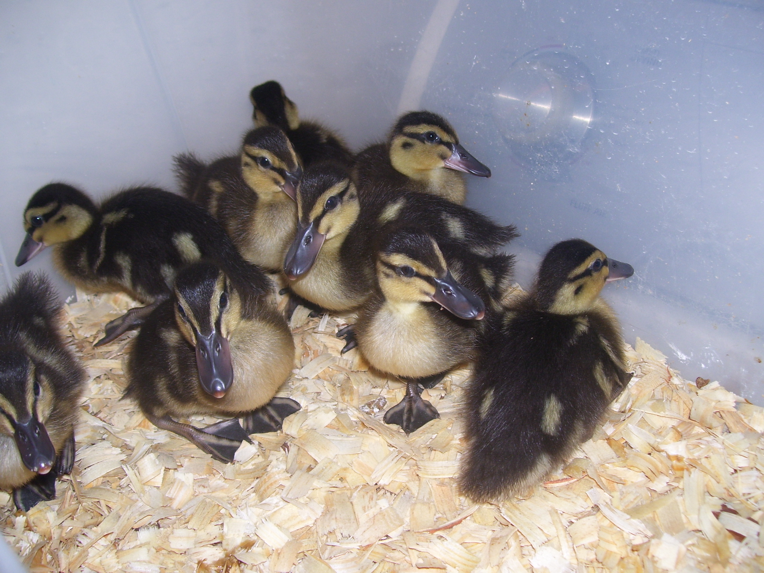the new babies...