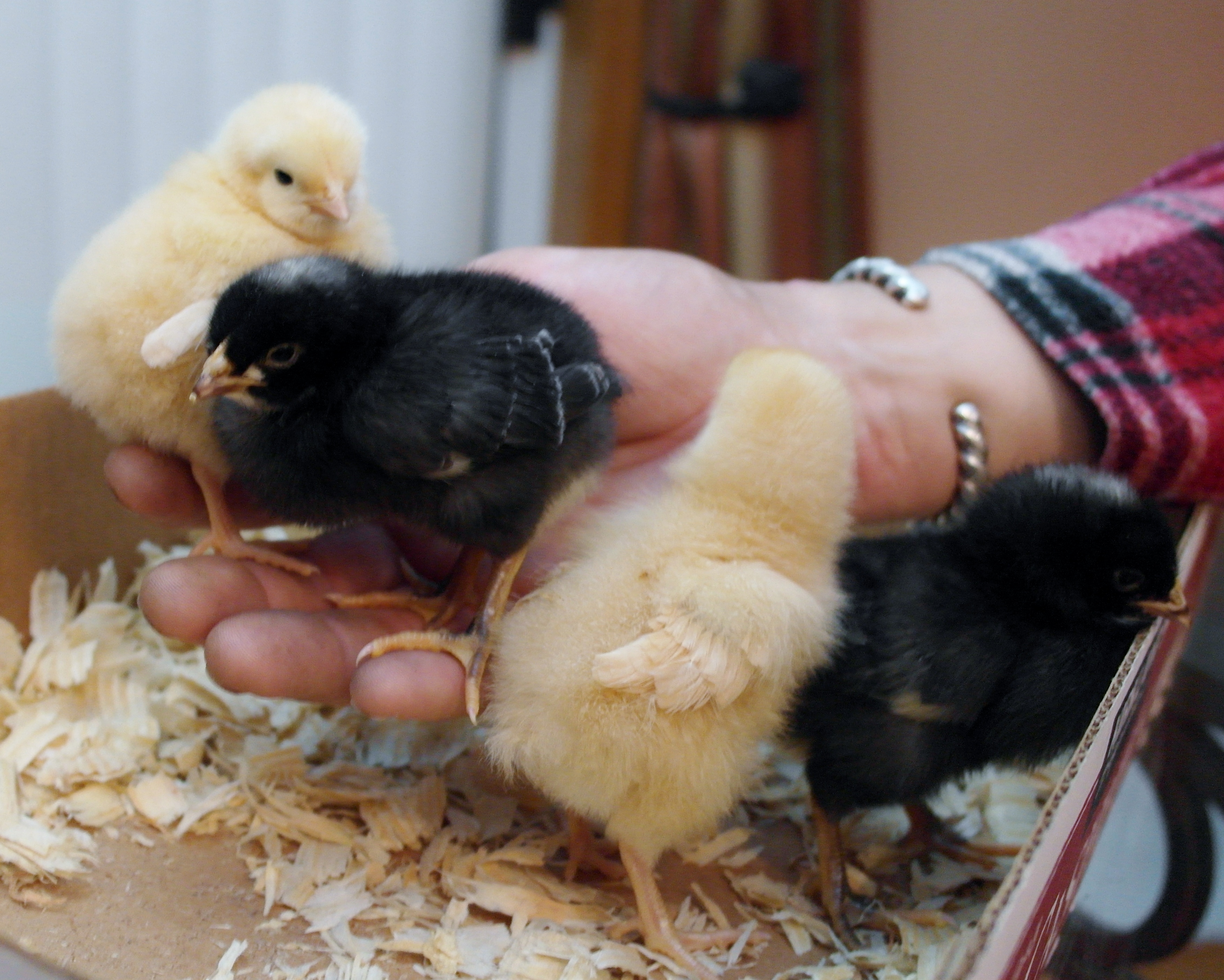 the new babies