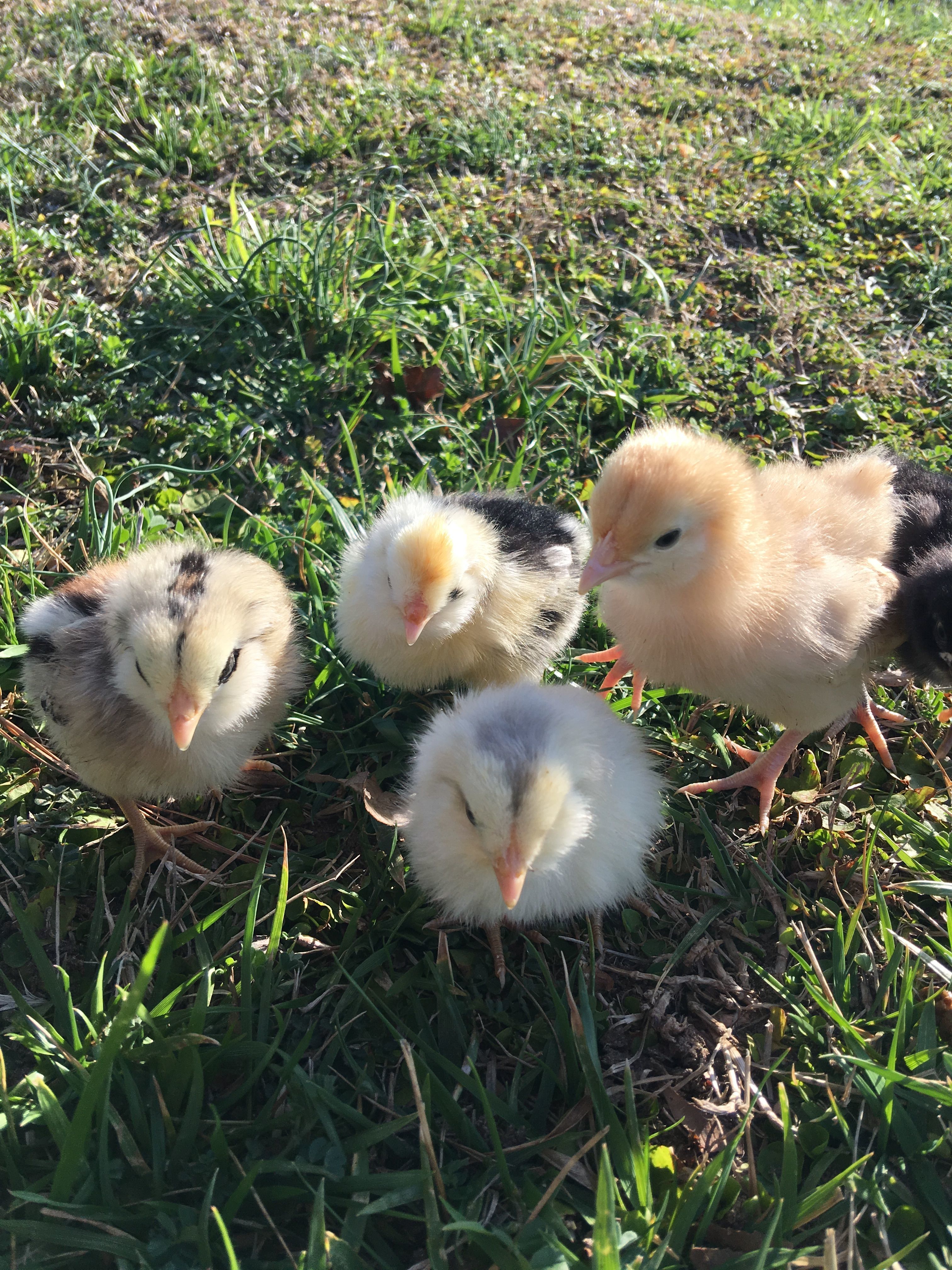 The new babies