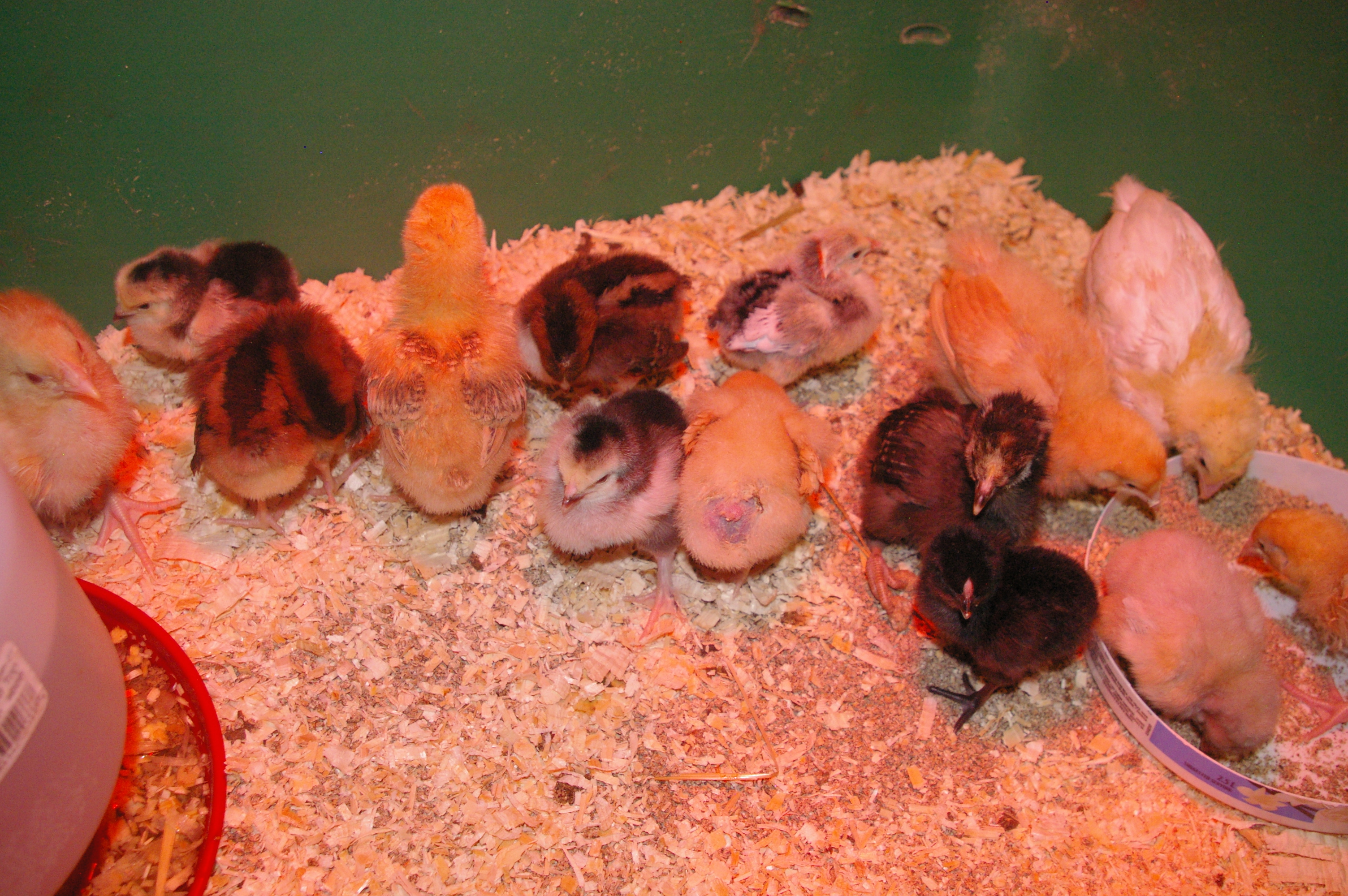 The new batch on their first day home.