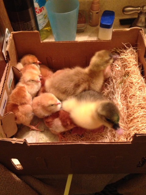 The new boys with the 11 "packing peanuts"