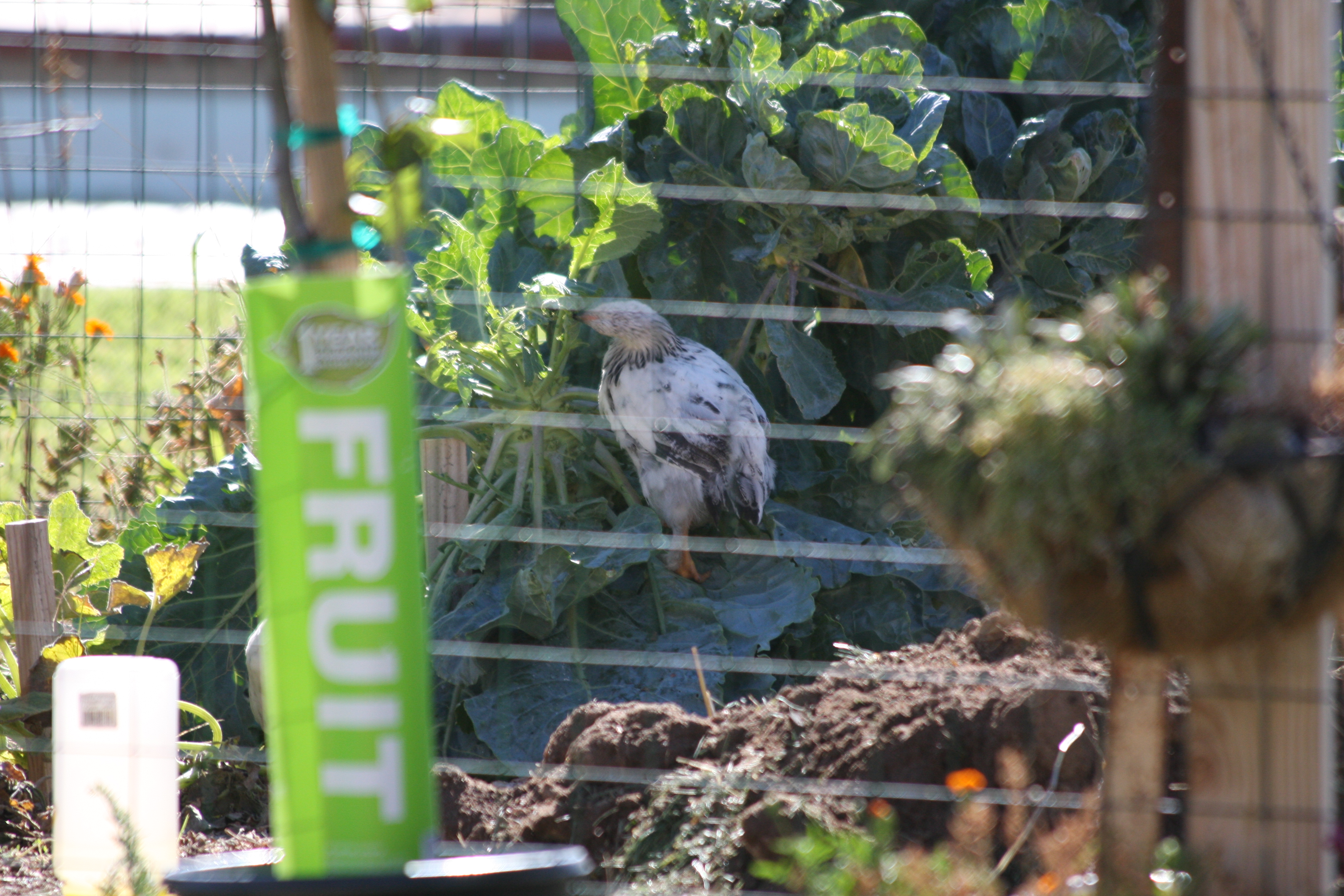 The new chicks like the brussels sprouts.  They climb and sit on the limbs and eat.