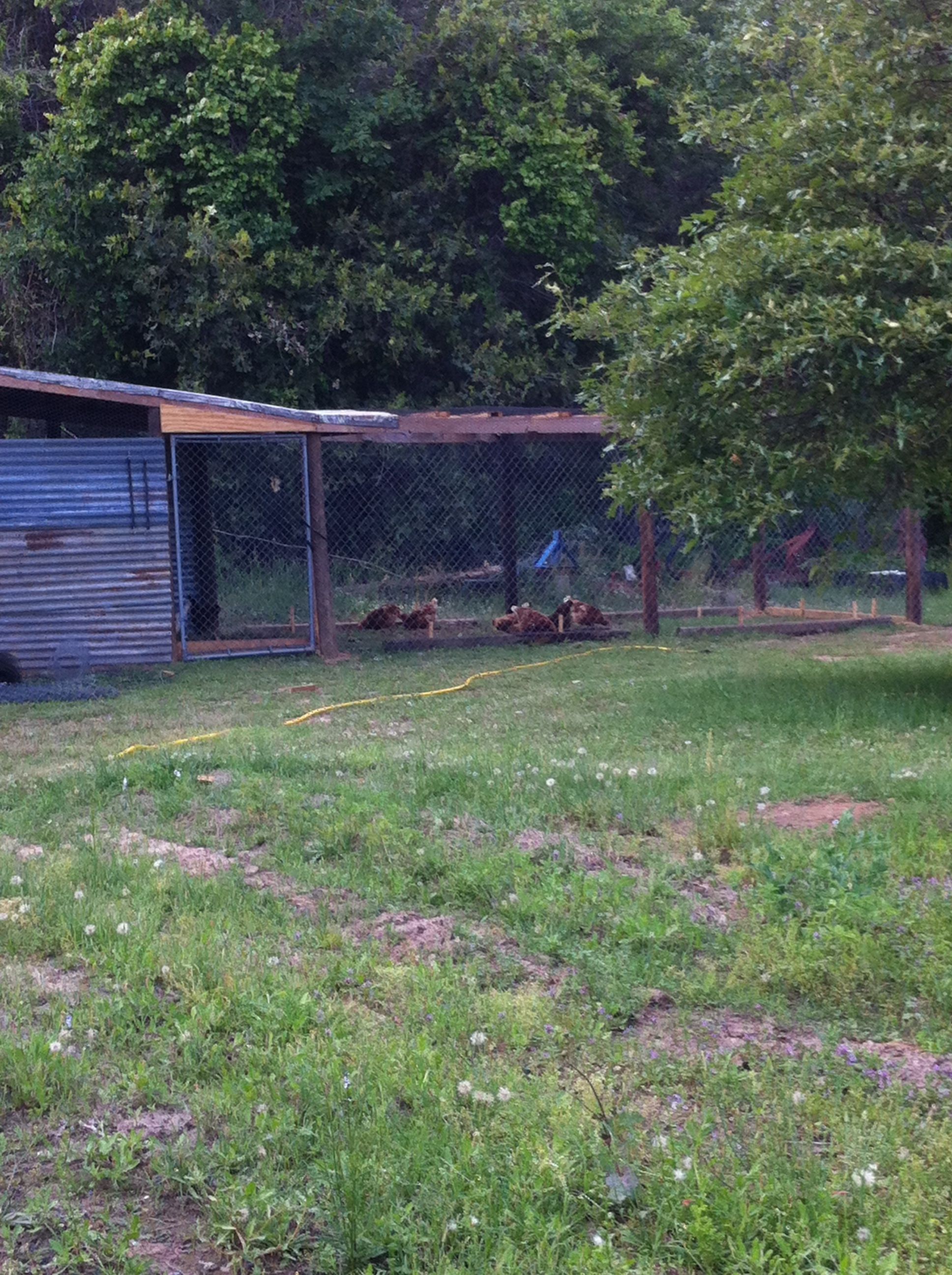 The new coop!! It's much better than the old one. There is more laying boxes, and running room!! :))