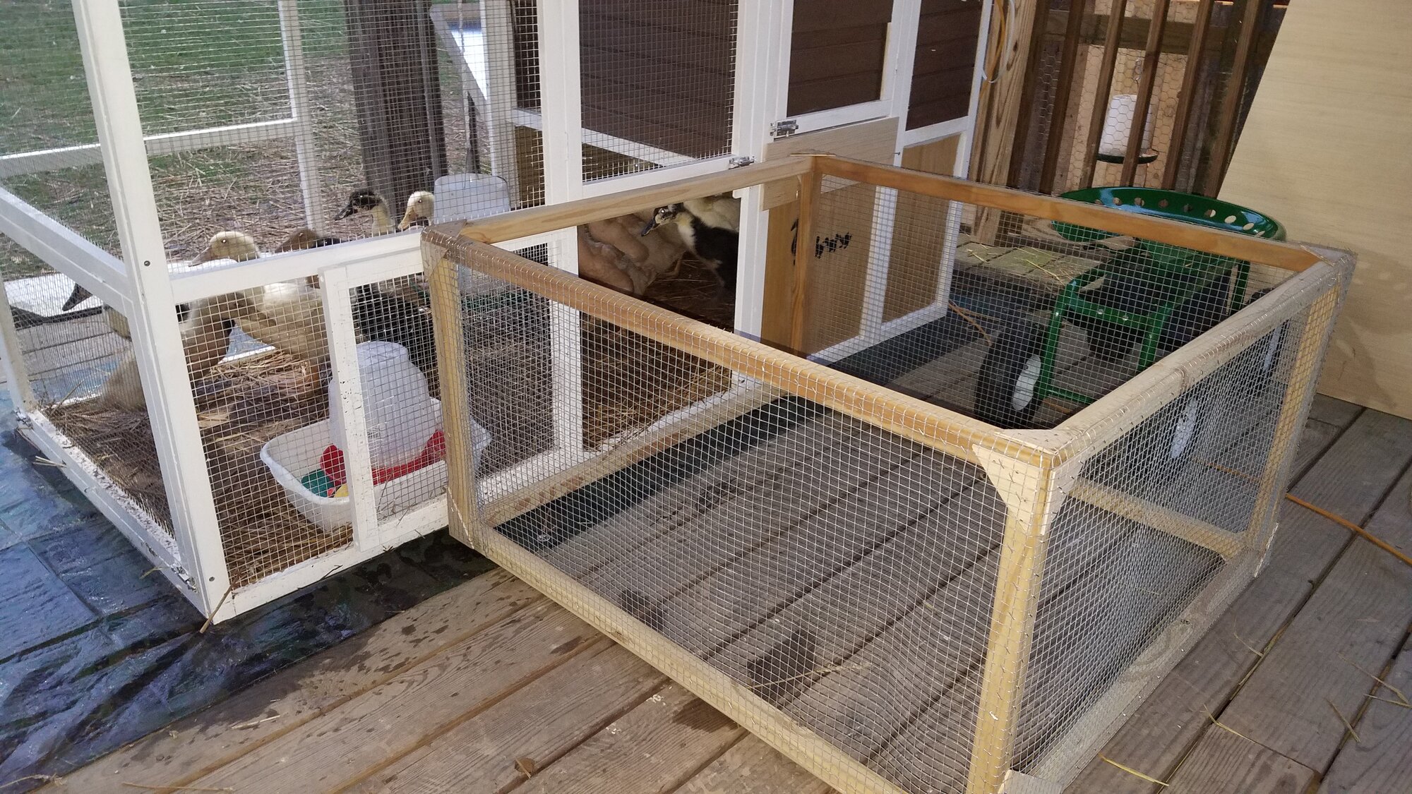 The new duckling patio