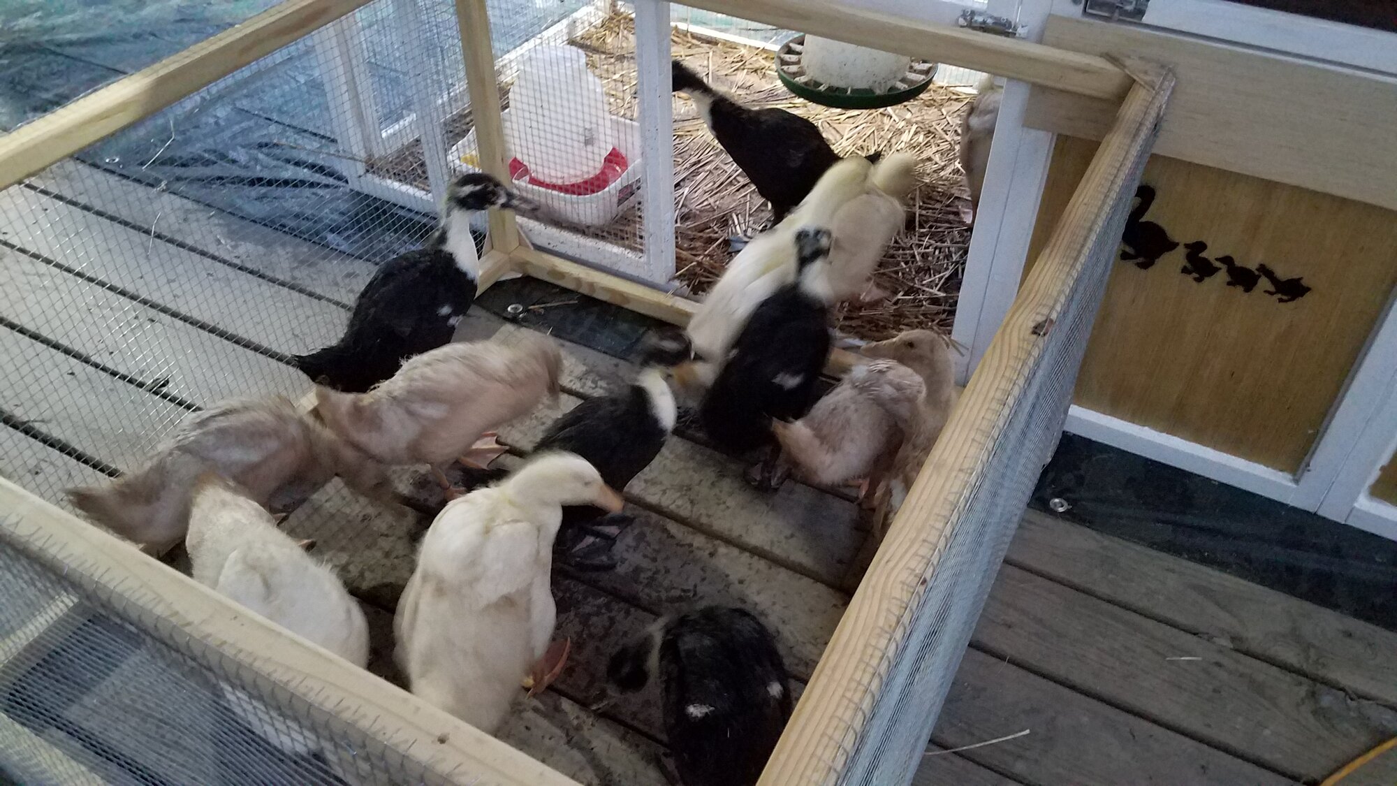 The new duckling patio