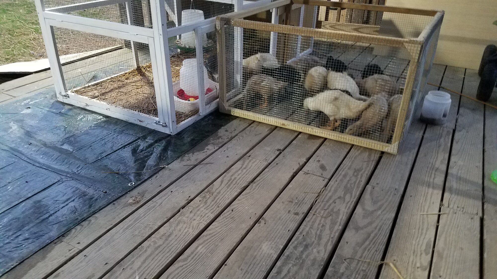 The new duckling patio