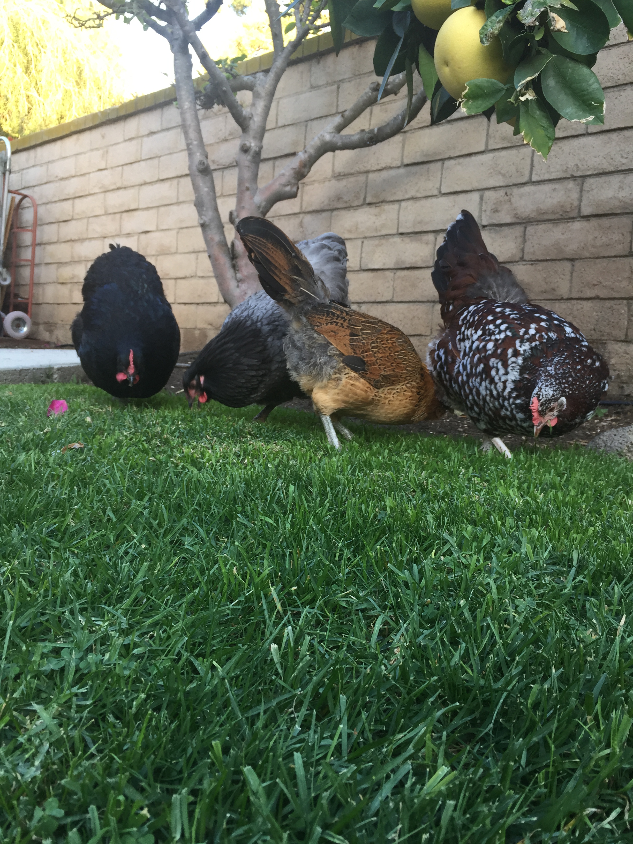 The new girls! Chanel (Blue Wyandotte), Patrick (Speckled Sussex), Lana (Brown Red Ameraucana), and Judy (black/Jersey Giant)