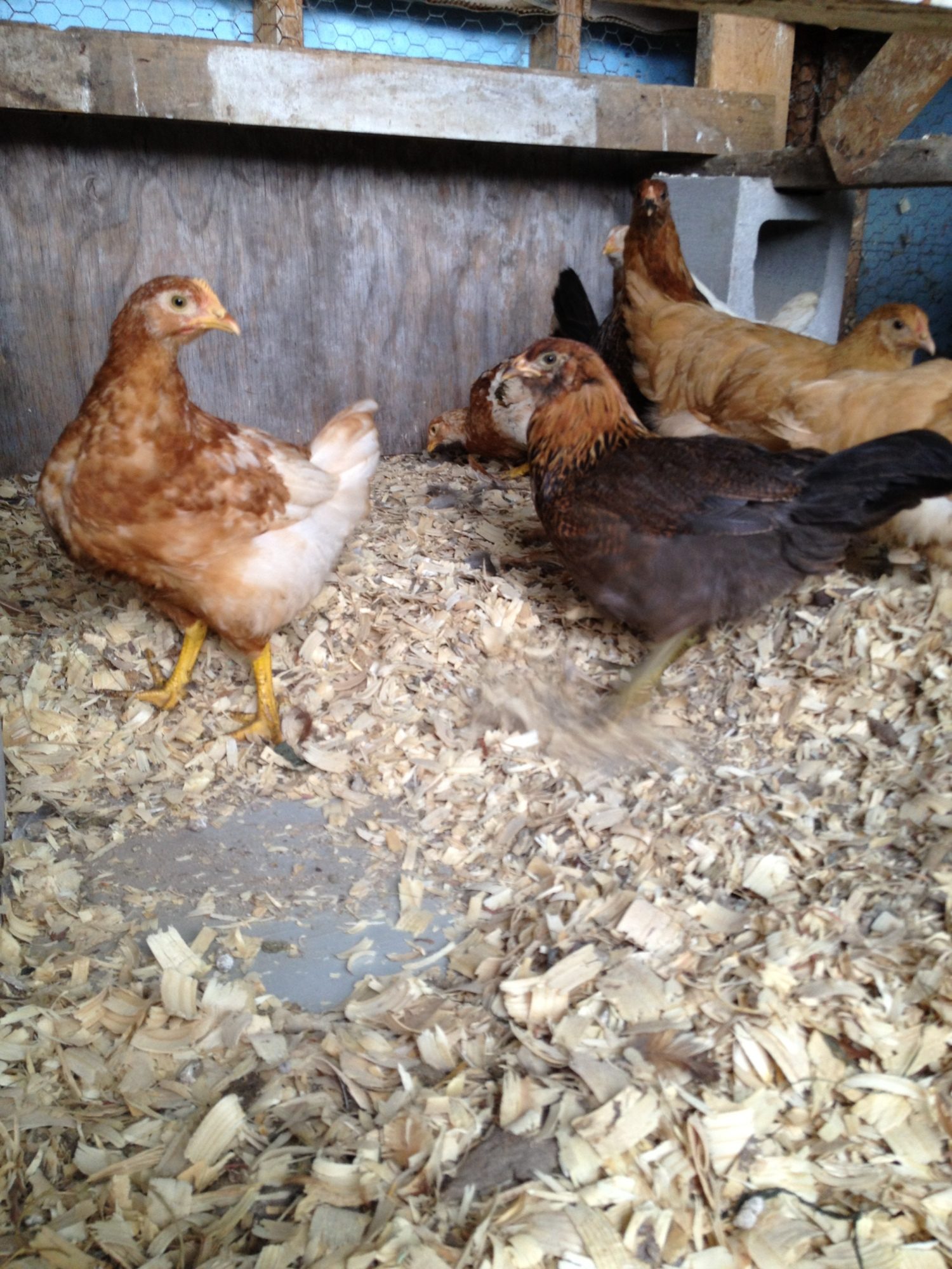 The new girls I adopted, 2 Isa Browns, 2 Buff Orpingtons, 4 Easter Eggers