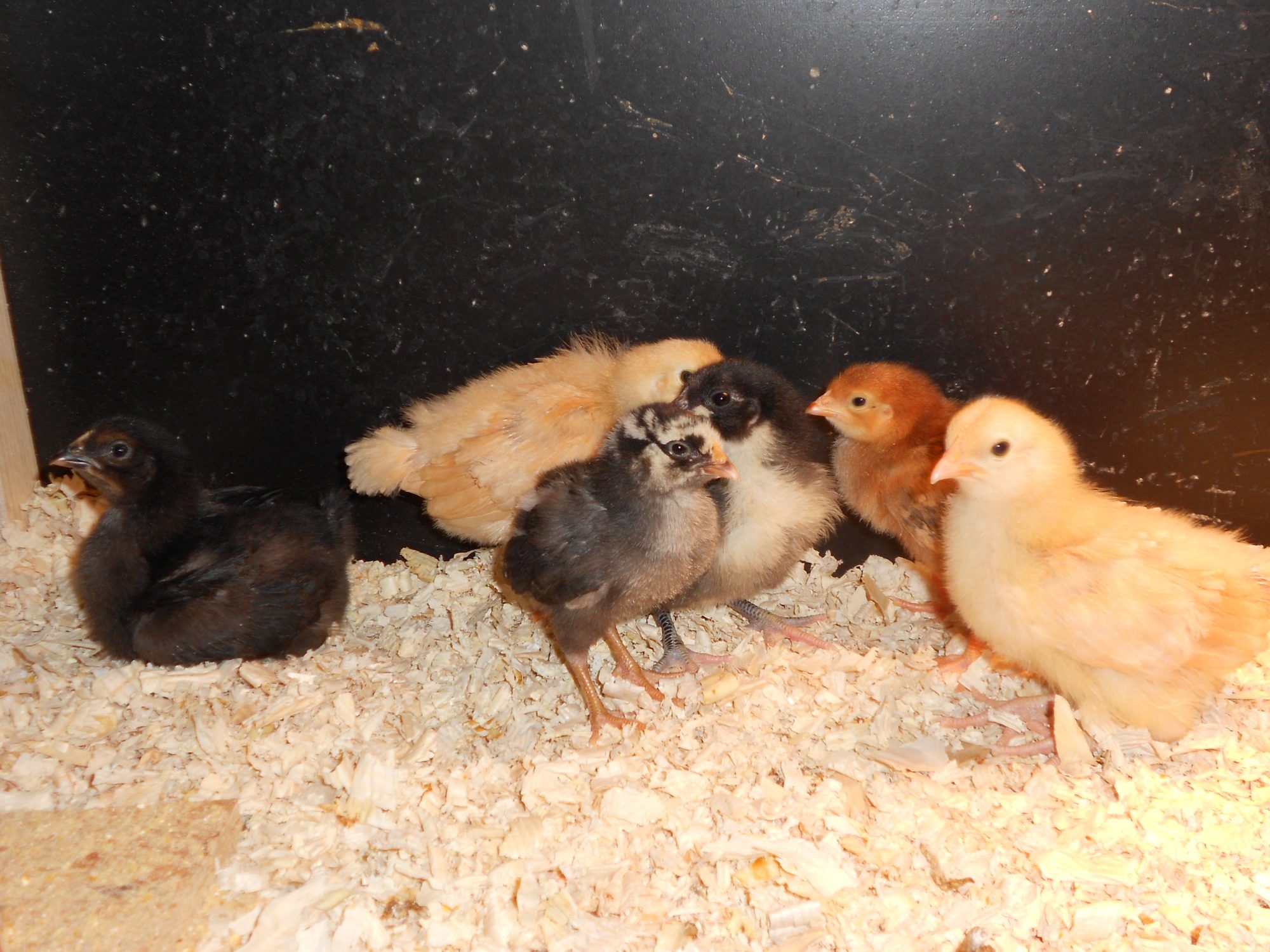 the new girls (i hope)
